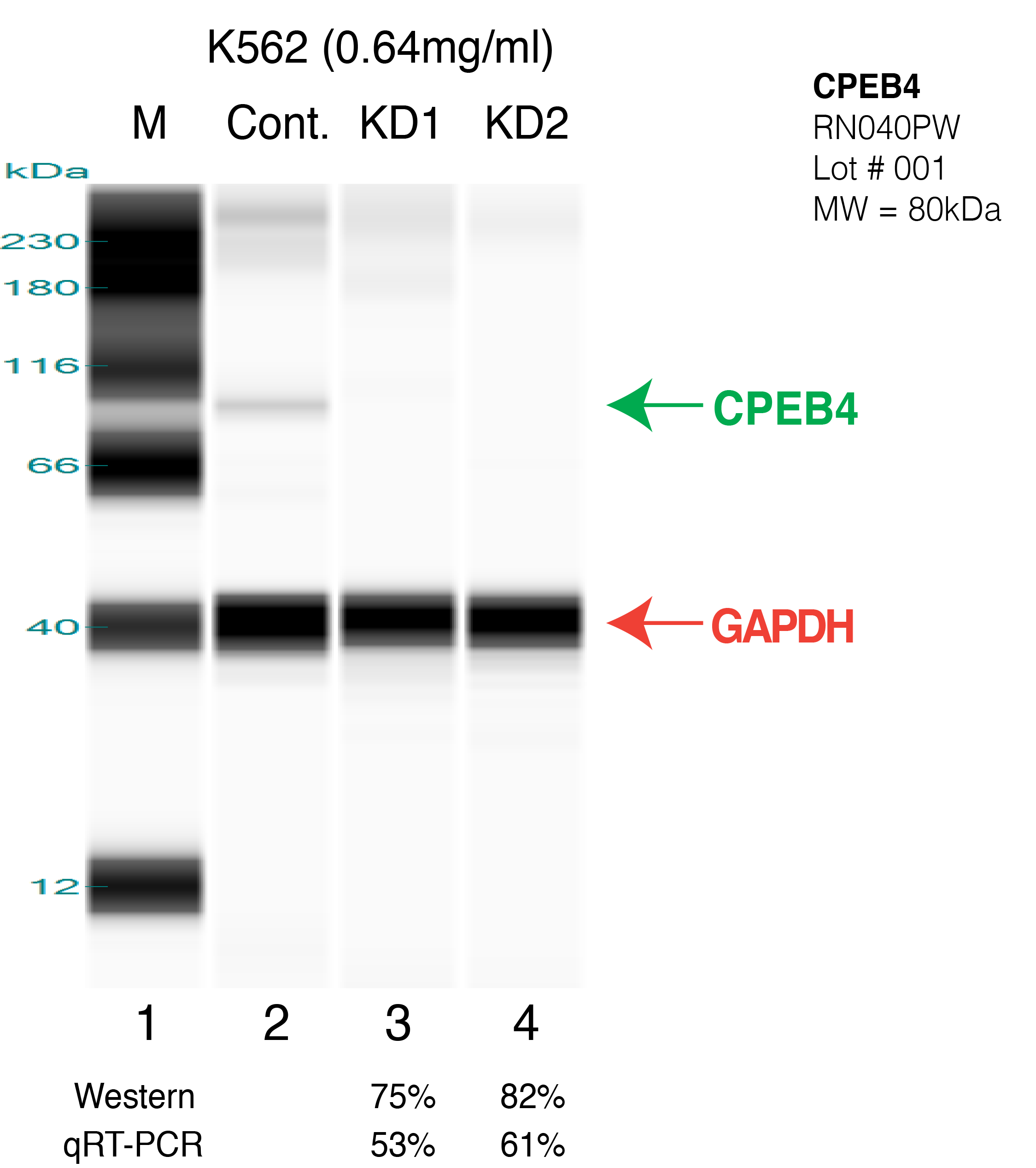 CPEB4-K562.png<br>Caption: Western blot following shRNA against CPEB4 in K562 whole cell lysate using CPEB4 specific antibody. Lane 1 is a ladder, lane 2 is K562 non-targeting control knockdown, lane 3 and 4 are two different shRNAs against CPEB4. CPEB4 protein appears as the green arrow, GAPDH serves as a control and appears in red arrow.