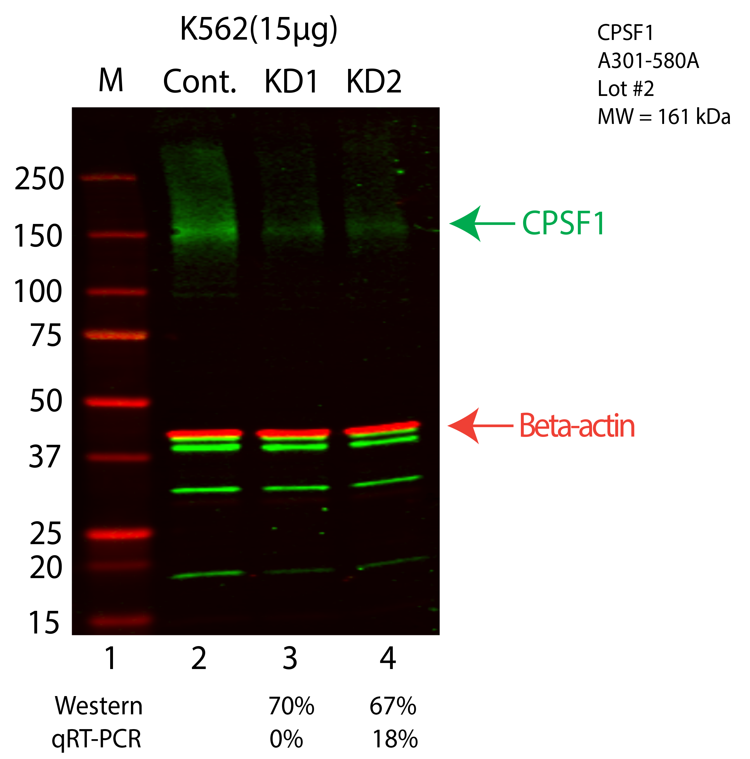 CPSF1-K562-CRISPR-A301-580A.png<br>Caption: Western blot following CRISPR against CPSF1 in K562 whole cell lysate using CPSF1 specific antibody. Lane 1 is a ladder, lane 2 is K562 non-targeting control knockdown, lane 3 and 4 are two different CRISPR against CPSF1. CPSF1 protein appears as the green arrow, Beta-actin serves as a control and appears in red arrow.