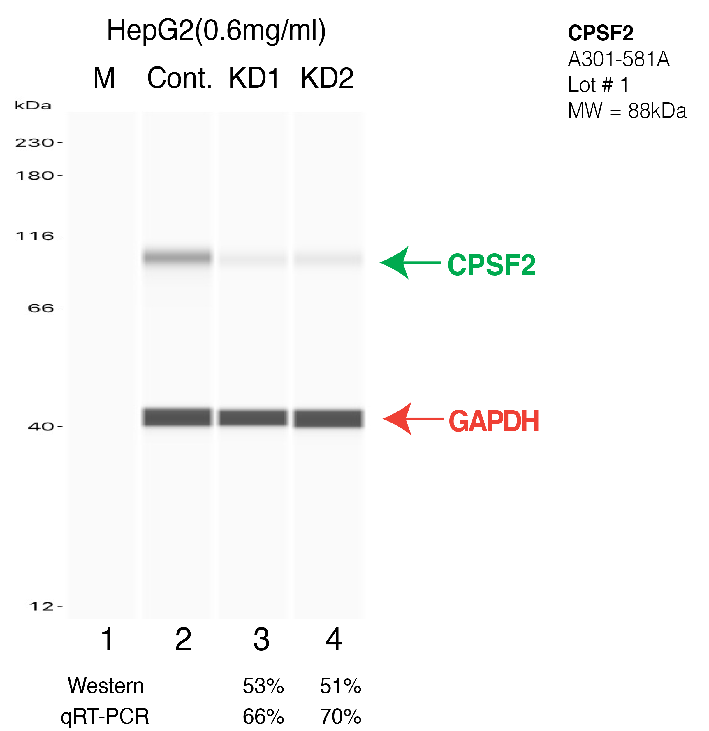 CPSF2-HEPG2-CRISPR-A301-581A.png<br>Caption: Western blot following CRISPR against CPSF2 in HepG2 whole cell lysate using CPSF2 specific antibody. Lane 1 is a ladder, lane 2 is HepG2 non-targeting control knockdown, lane 3 and 4 are two different CRISPR against CPSF2. CPSF2 protein appears as the green arrow, GAPDH serves as a control and appears in red arrow.