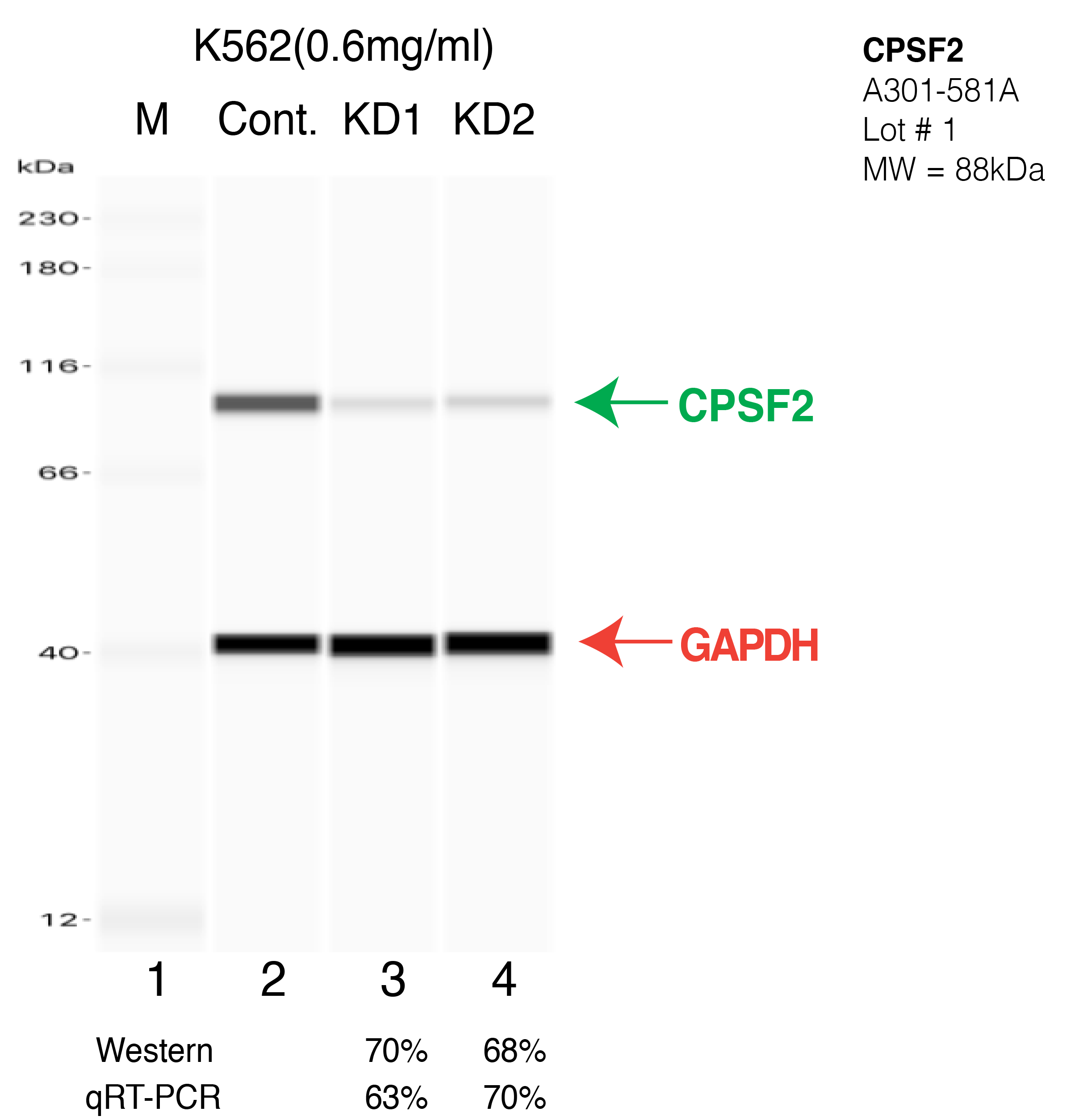 CPSF2-K562-CRISPR-A301-581A.png<br>Caption: Western blot following CRISPR against CPSF2 in K562 whole cell lysate using CPSF2 specific antibody. Lane 1 is a ladder, lane 2 is K562 non-targeting control knockdown, lane 3 and 4 are two different CRISPR against CPSF2. CPSF2 protein appears as the green arrow, GAPDH serves as a control and appears in red arrow.