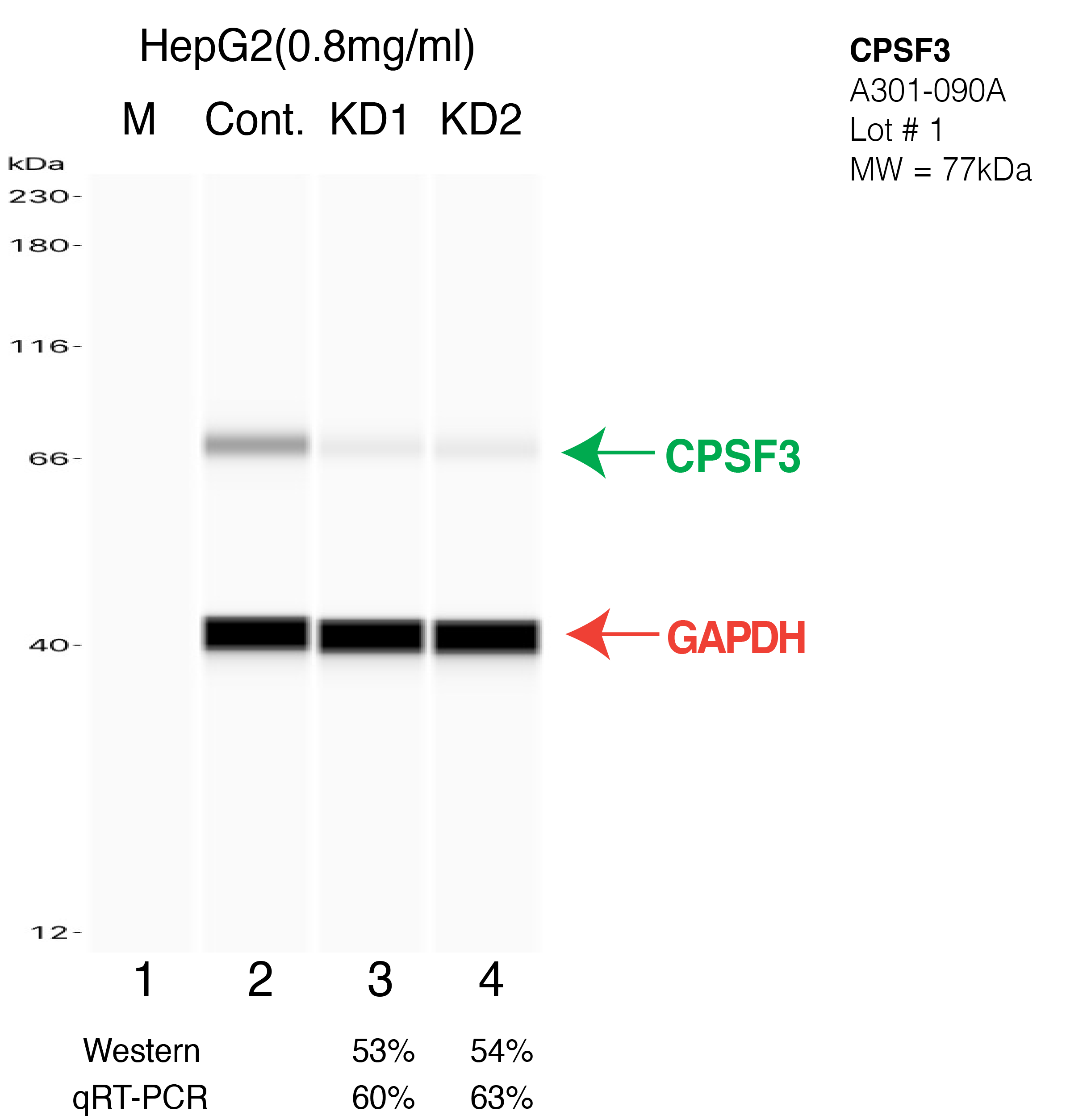 CPSF3-HEPG2-CRISPR-A301-090A.png<br>Caption: Western blot following CRISPR against CPSF3 in HepG2 whole cell lysate using CPSF3 specific antibody. Lane 1 is a ladder, lane 2 is HepG2 non-targeting control knockdown, lane 3 and 4 are two different CRISPR against CPSF3. CPSF3 protein appears as the green arrow, GAPDH serves as a control and appears in red arrow.