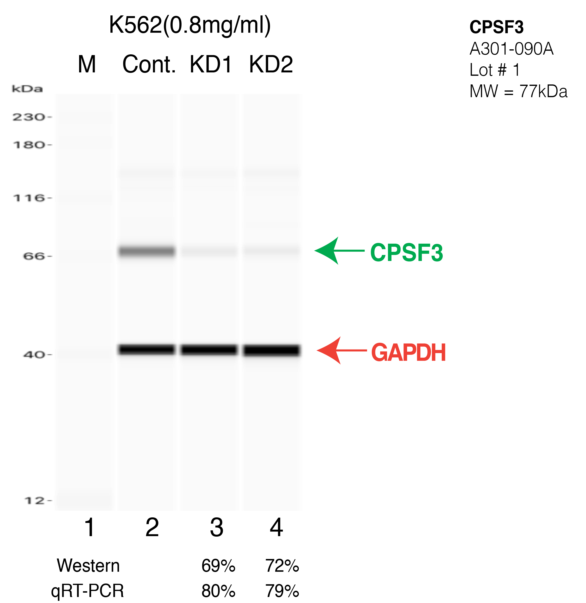 CPSF3-K562-CRISPR-A301-090A.png<br>Caption: Western blot following CRISPR against CPSF3 in K562 whole cell lysate using CPSF3 specific antibody. Lane 1 is a ladder, lane 2 is K562 non-targeting control knockdown, lane 3 and 4 are two different CRISPR against CPSF3. CPSF3 protein appears as the green arrow, GAPDH serves as a control and appears in red arrow.