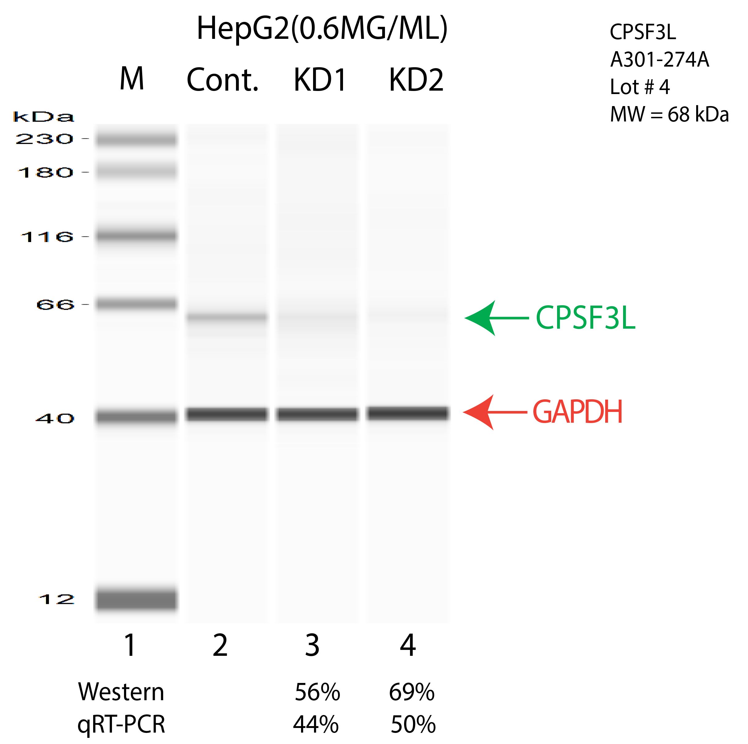 CPSF3L-HEPG2-CRISPR-A301-274A.png<br>Caption: Western blot following CRISPR against INTS11 in HepG2 whole cell lysate using INTS11 specific antibody. Lane 1 is a ladder, lane 2 is HepG2 non-targeting control knockdown, lane 3 and 4 are two different CRISPR against INTS11. INTS11 protein appears as the green arrow, GAPDH serves as a control and appears in red arrow.