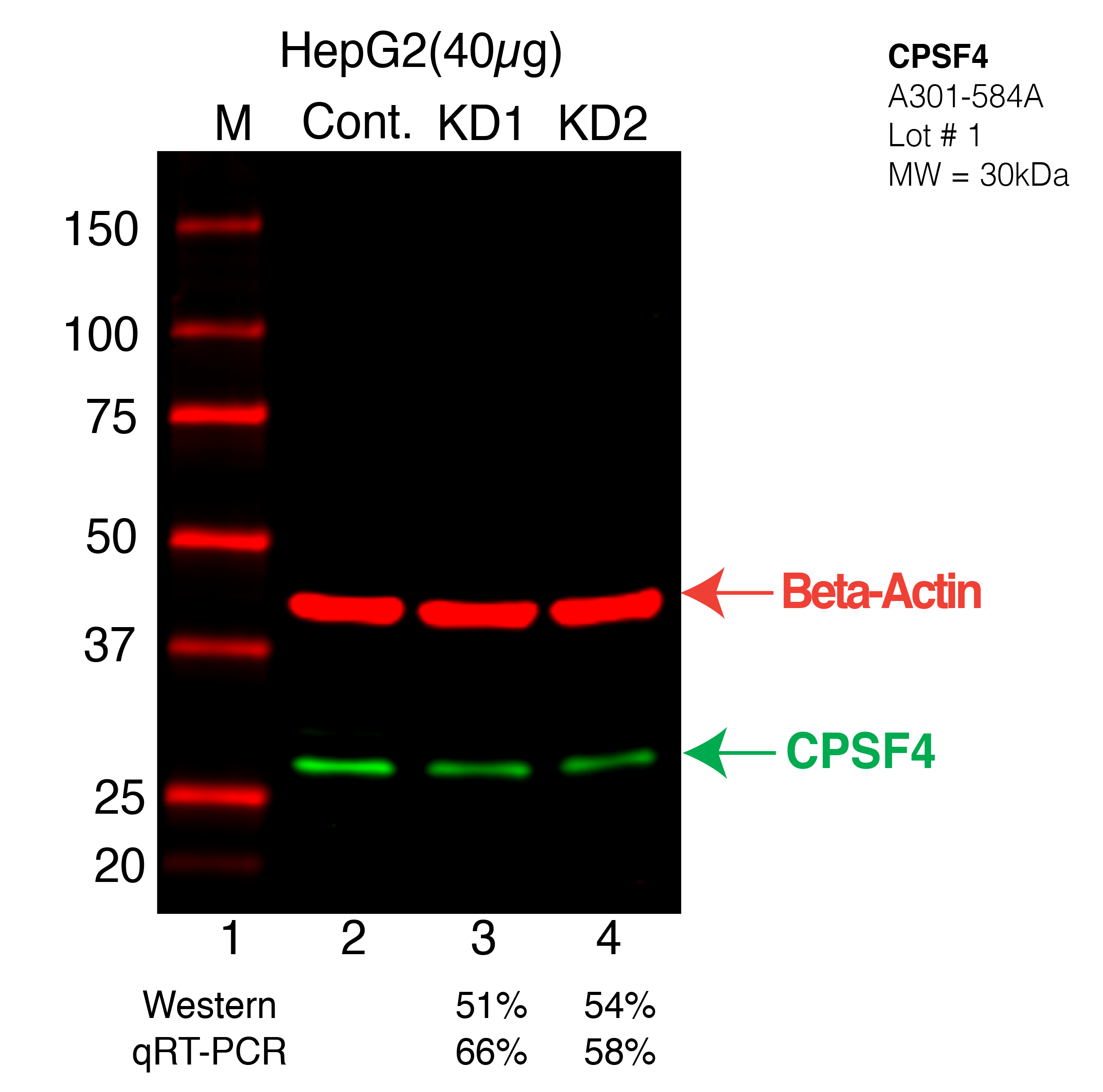 CPSF4-HEPG2-CRISPR-A301-584A.png<br>Caption: Western blot following CRISPR against CPSF4 in HepG2 whole cell lysate using CPSF4 specific antibody. Lane 1 is a ladder, lane 2 is HepG2 non-targeting control knockdown, lane 3 and 4 are two different CRISPR against CPSF4. CPSF4 protein appears as the green arrow, Beta-actin serves as a control and appears in red arrow.