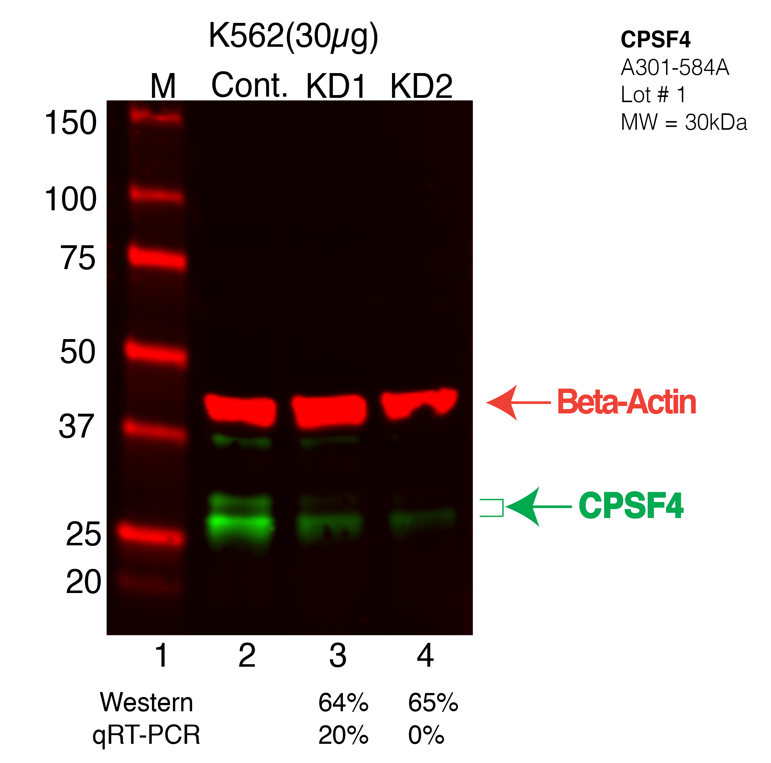 CPSF4-K562-CRISPR-A301-584A.png<br>Caption: Western blot following CRISPR against CPSF4 in K562 whole cell lysate using CPSF4 specific antibody. Lane 1 is a ladder, lane 2 is K562 non-targeting control knockdown, lane 3 and 4 are two different CRISPR against CPSF4. CPSF4 protein appears as the green arrow, Beta-actin serves as a control and appears in red arrow.