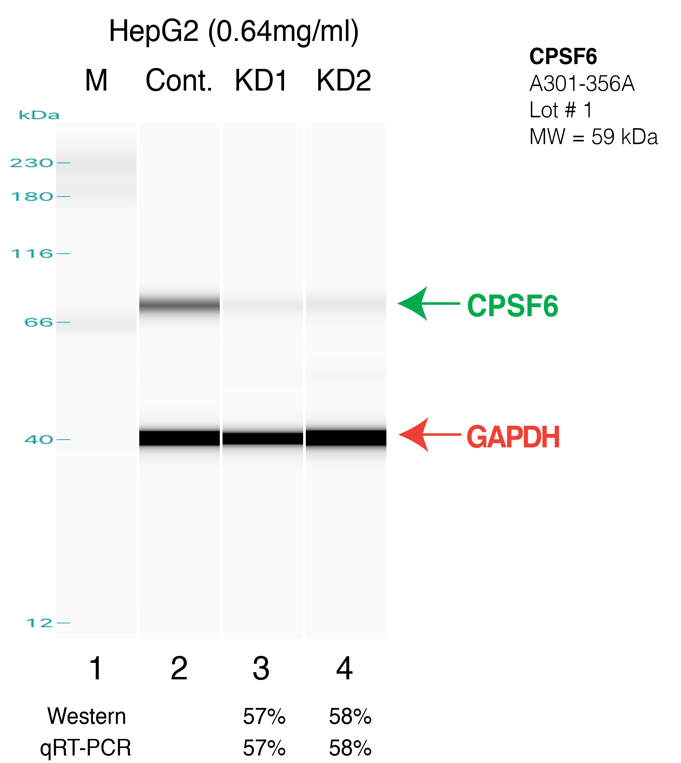 CPSF6-HEPG2.png<br>Caption: Western blot following shRNA against CPSF6 in HepG2 whole cell lysate using CPSF6 specific antibody. Lane 1 is a ladder, lane 2 is HepG2 non-targeting control knockdown, lane 3 and 4 are two different shRNAs against CPSF6.CPSF6 protein appears as the green arrow, GAPDH serves as a control and appears in red arrow.