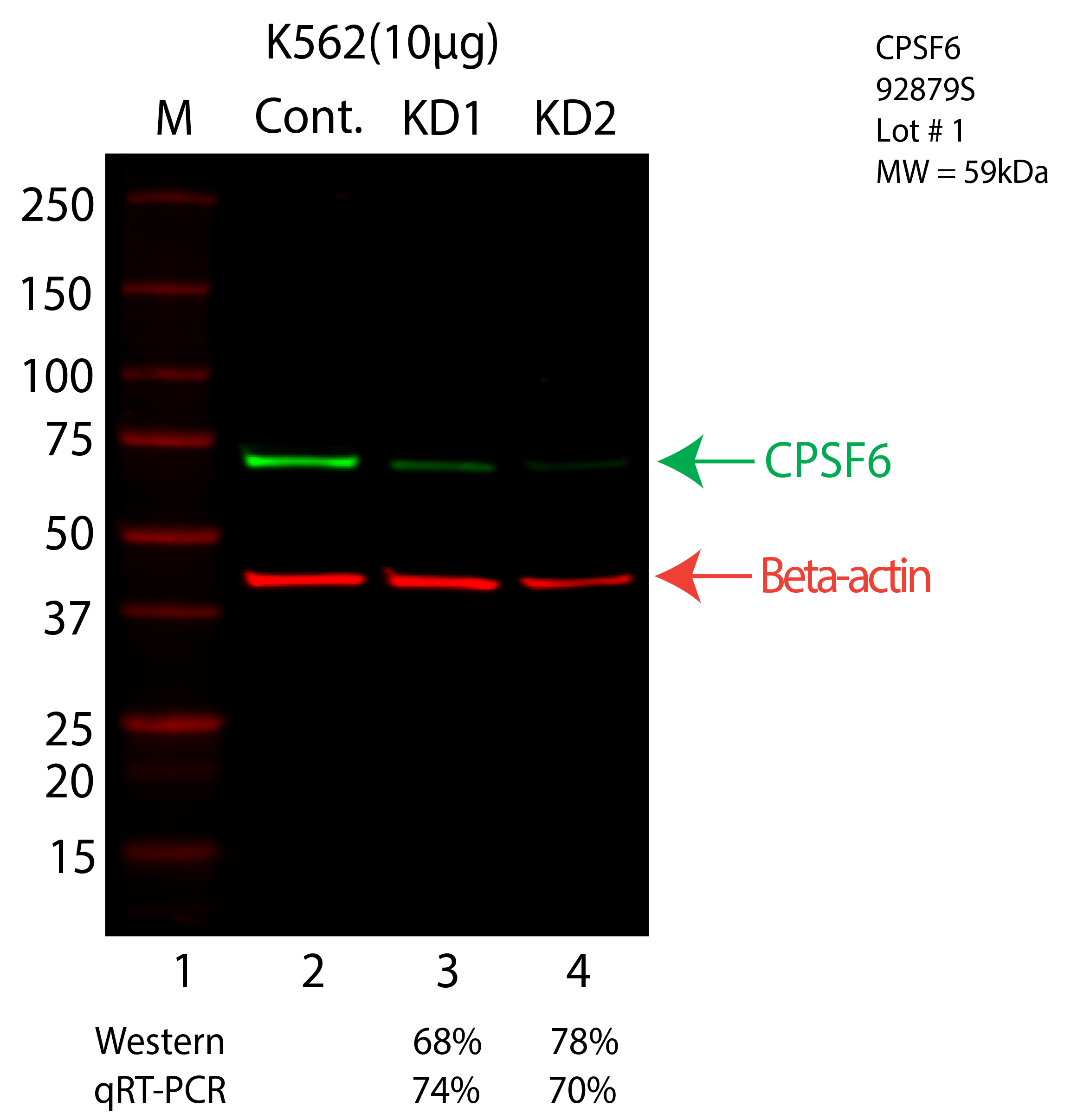 CPSF6-K562-92879S.png<br>Caption: Western blot following shRNA against CPSF6 in K562 whole cell lysate using CPSF6 specific antibody. Lane 1 is a ladder, lane 2 is K562 non-targeting control knockdown, lane 3 and 4 are two different shRNA against CPSF6. CPSF6 protein appears as the green arrow, Beta-actin serves as a control and appears in red arrow.