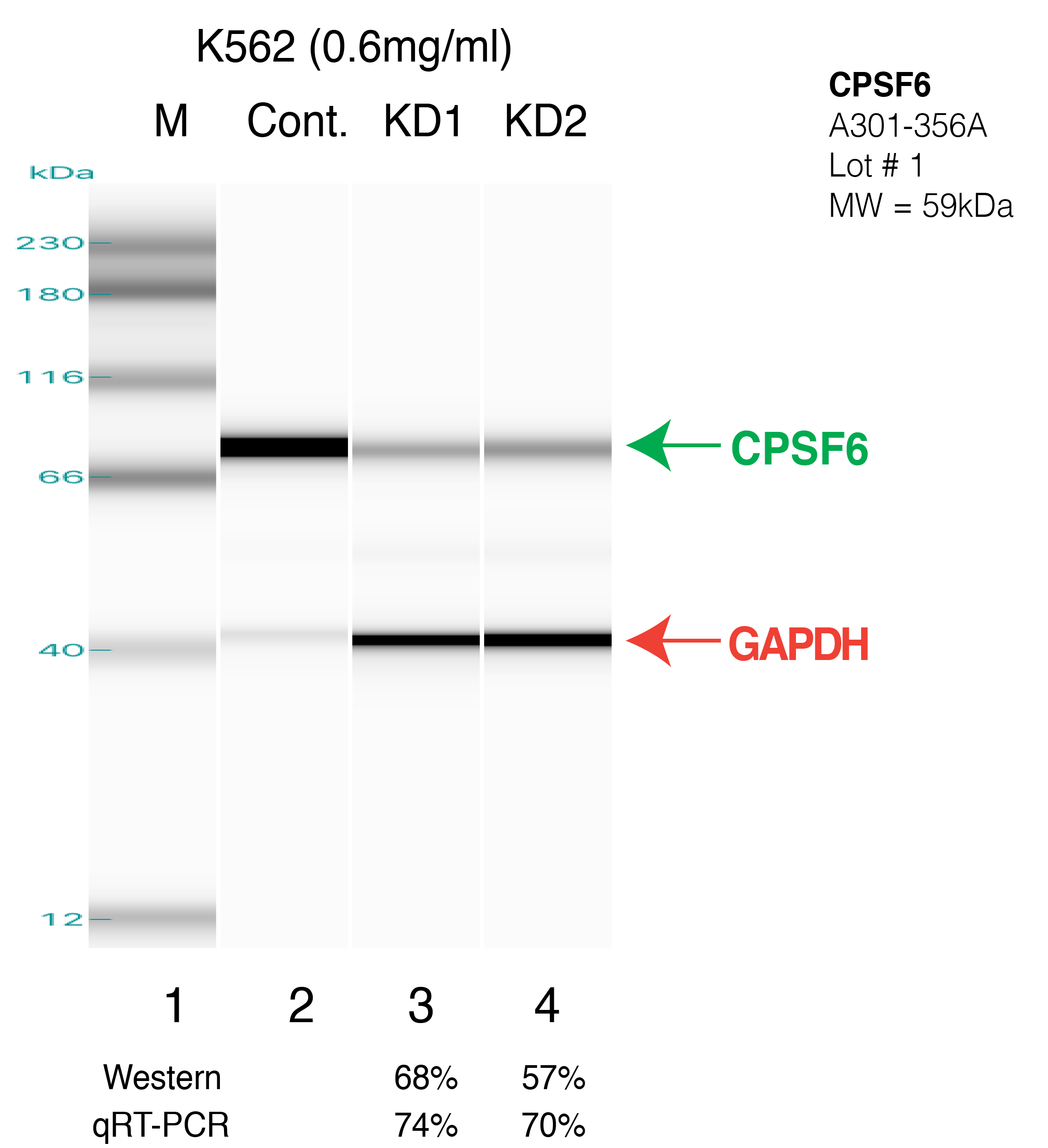 CPSF6-K562.png<br>Caption: Western blot following shRNA against CPSF6 in K562 whole cell lysate using CPSF6 specific antibody. Lane 1 is a ladder, lane 2 is K562 non-targeting control knockdown, lane 3 and 4 are two different shRNA against CPSF6.CPSF6 protein appears as the green arrow, GAPDH serves as a control and appears in red arrow.