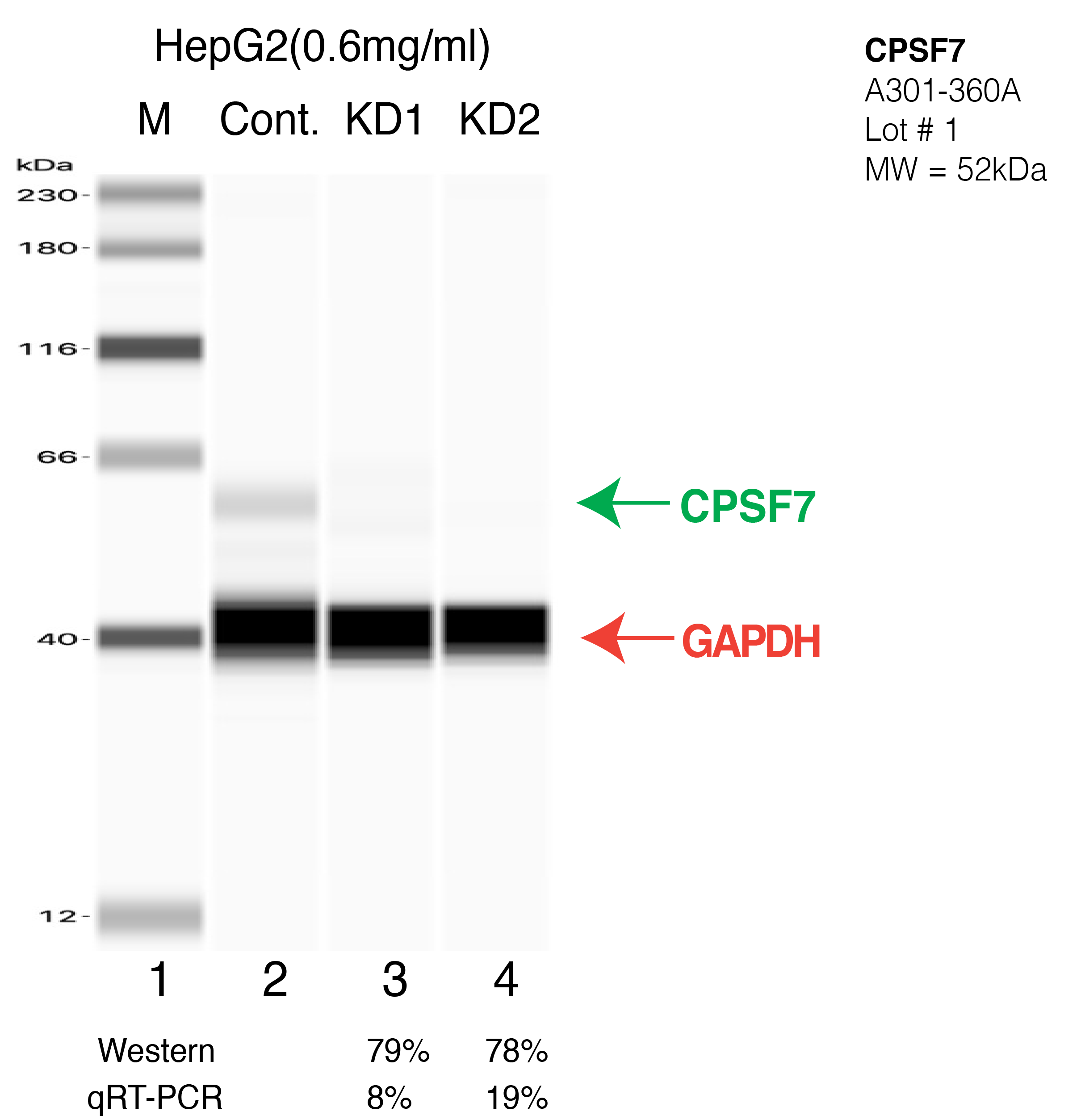 CPSF7-HEPG2-CRISPR-A301-360A.png<br>Caption: Western blot following CRISPR against CPSF7 in HepG2 whole cell lysate using CPSF7 specific antibody. Lane 1 is a ladder, lane 2 is HepG2 non-targeting control knockdown, lane 3 and 4 are two different CRISPR against CPSF7. CPSF7 protein appears as the green arrow, GAPDH serves as a control and appears in red arrow.