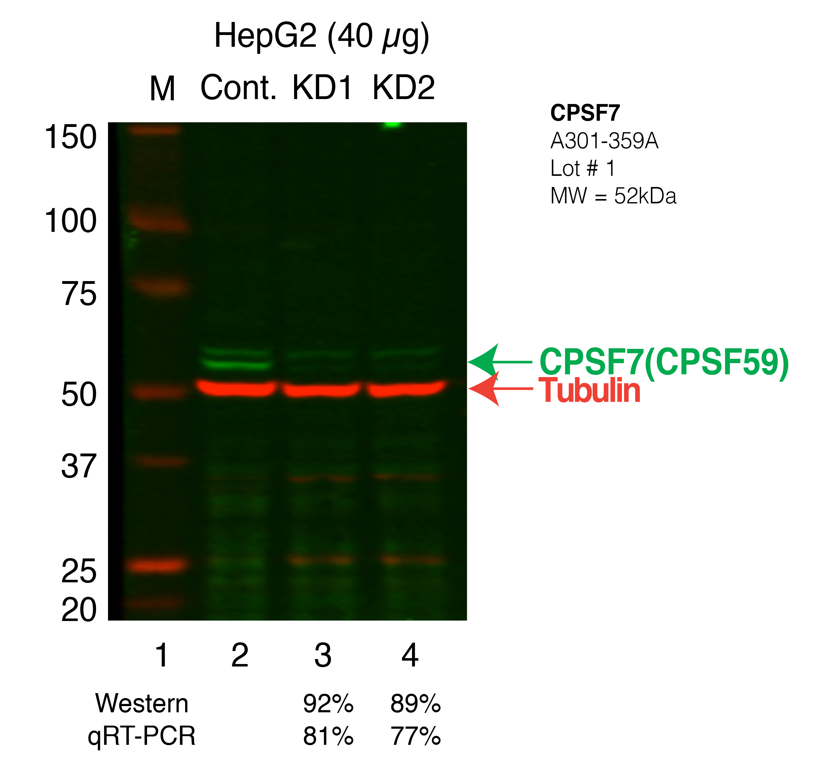 CPSF7-HEPG2_Secondary_Western.png<br>Caption: Western blot following shRNA against CPSF7 in HepG2 whole cell lysate using CPSF7 specific antibody. Lane 1 is a ladder, lane 2 is HepG2 non-targeting control knockdown, lane 3 and 4 are two different shRNAs against CPSF7.CPSF7 protein appears as the green band, Tubulin serves as a control and appears in red.