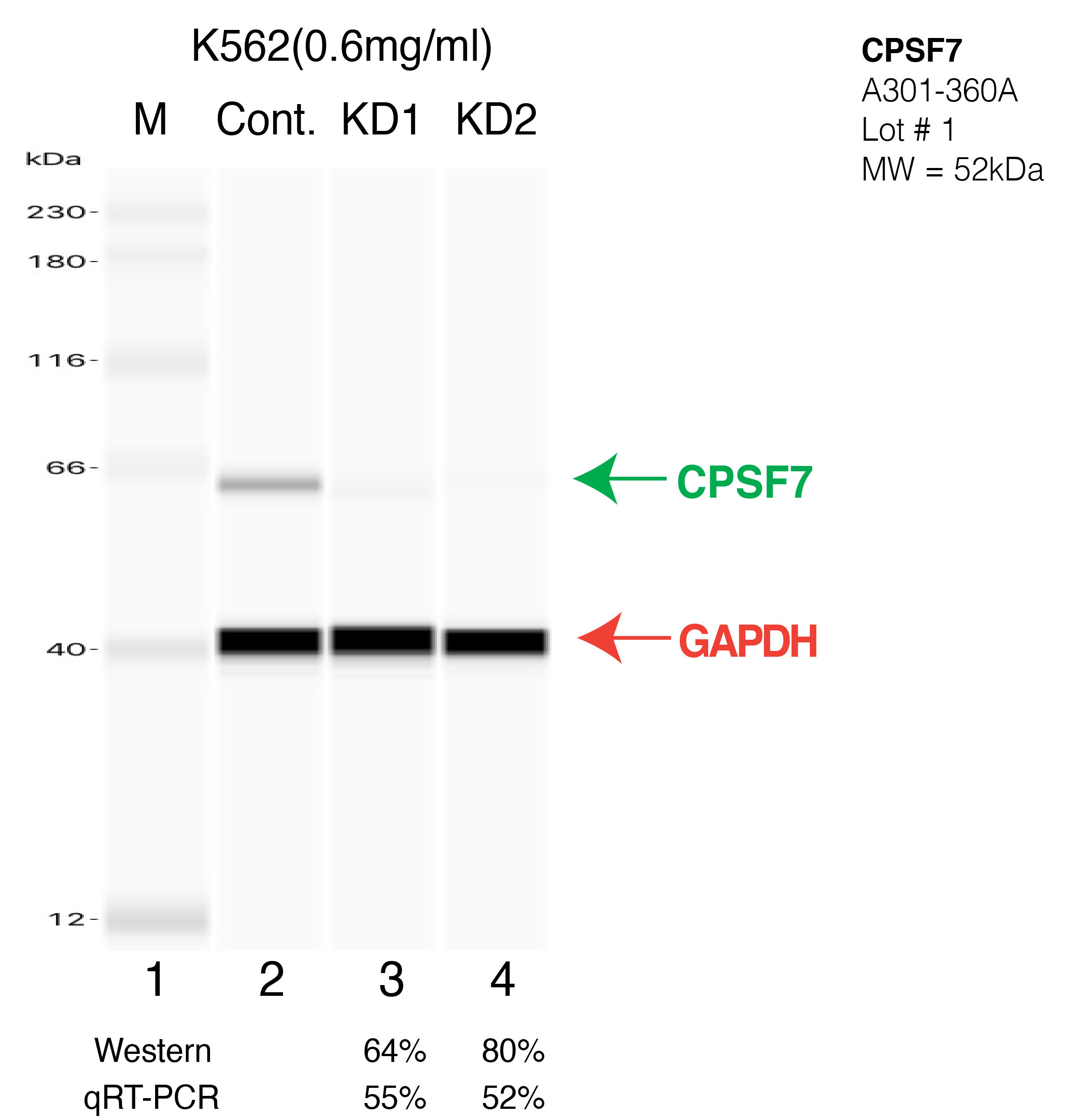 CPSF7-K562-CRISPR-A301-360A.png<br>Caption: Western blot following CRISPR against CPSF7 in K562 whole cell lysate using CPSF7 specific antibody. Lane 1 is a ladder, lane 2 is K562 non-targeting control knockdown, lane 3 and 4 are two different CRISPR against CPSF7. CPSF7 protein appears as the green arrow, GAPDH serves as a control and appears in red arrow.