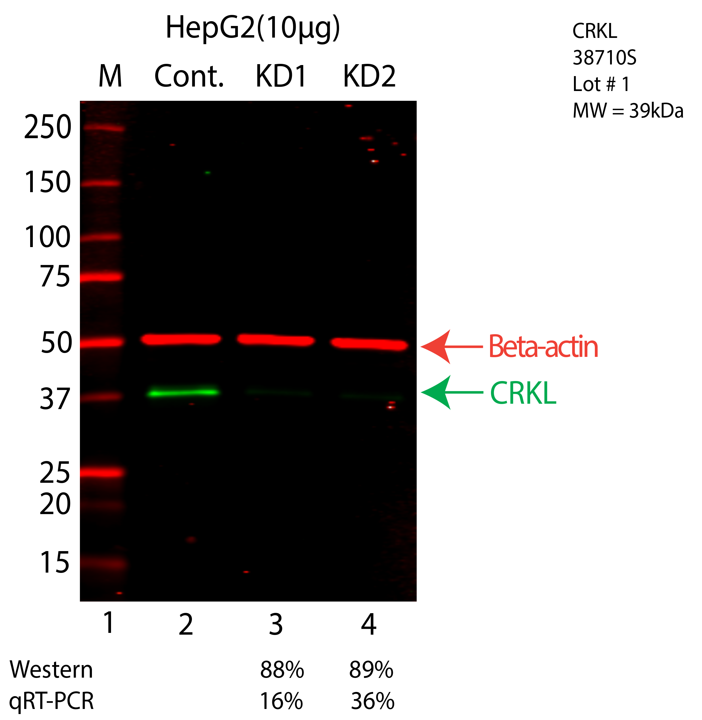 CRKL-HEPG2-CRISPR-38710S.png<br>Caption: Western blot following CRISPR against CRKL in HepG2 whole cell lysate using CRKL specific antibody. Lane 1 is a ladder, lane 2 is HepG2 non-targeting control knockdown, lane 3 and 4 are two different CRISPR against CRKL. CRKL protein appears as the green arrow, Beta-actin serves as a control and appears in red arrow.