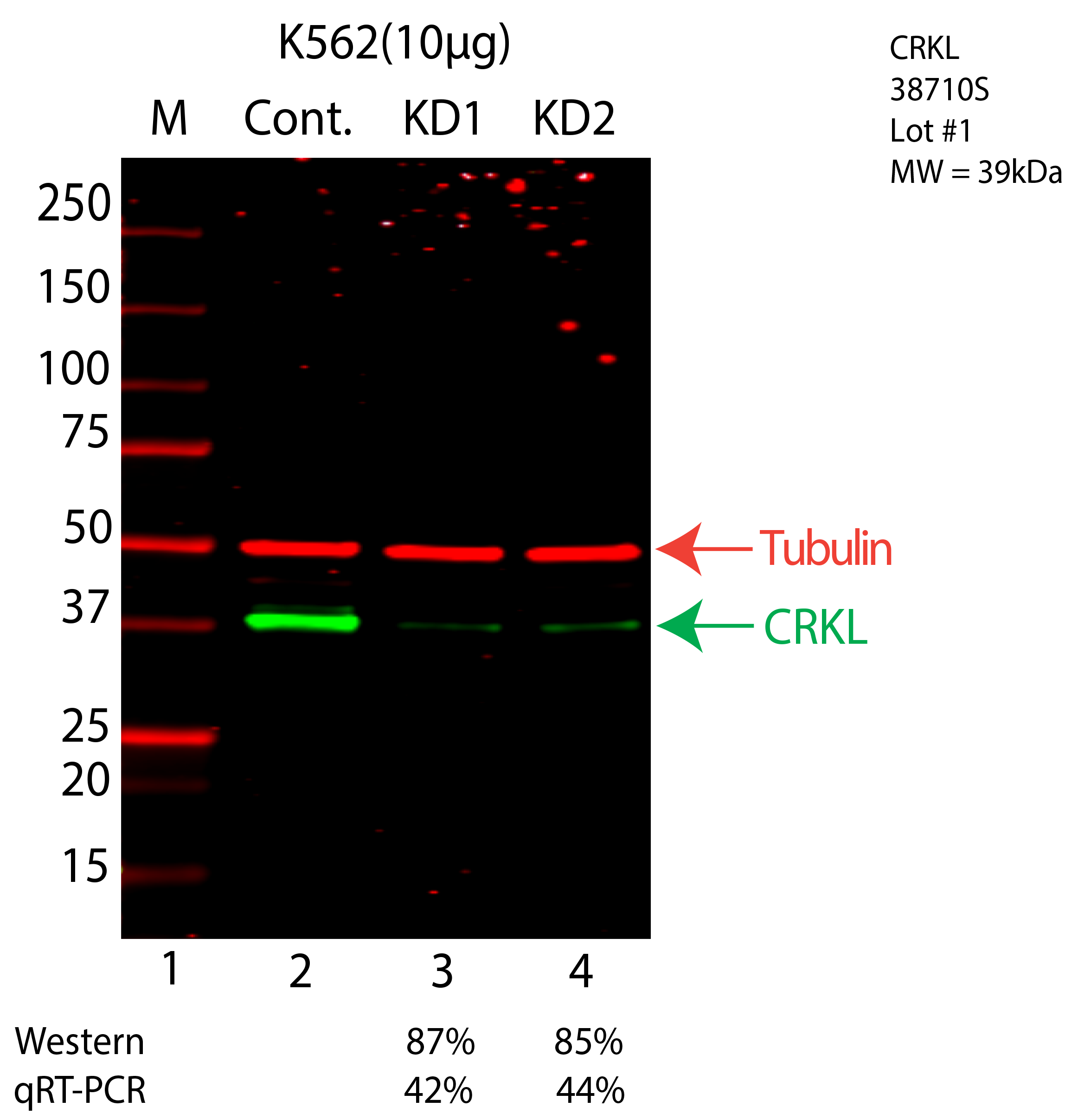 CRKL-K562-CRISPR-38710S.png<br>Caption: Western blot following CRISPR against CRKL in K562 whole cell lysate using CRKL specific antibody. Lane 1 is a ladder, lane 2 is K562 non-targeting control knockdown, lane 3 and 4 are two different CRISPR against CRKL. CRKL protein appears as the green arrow, Tubulin serves as a control and appears in red arrow.