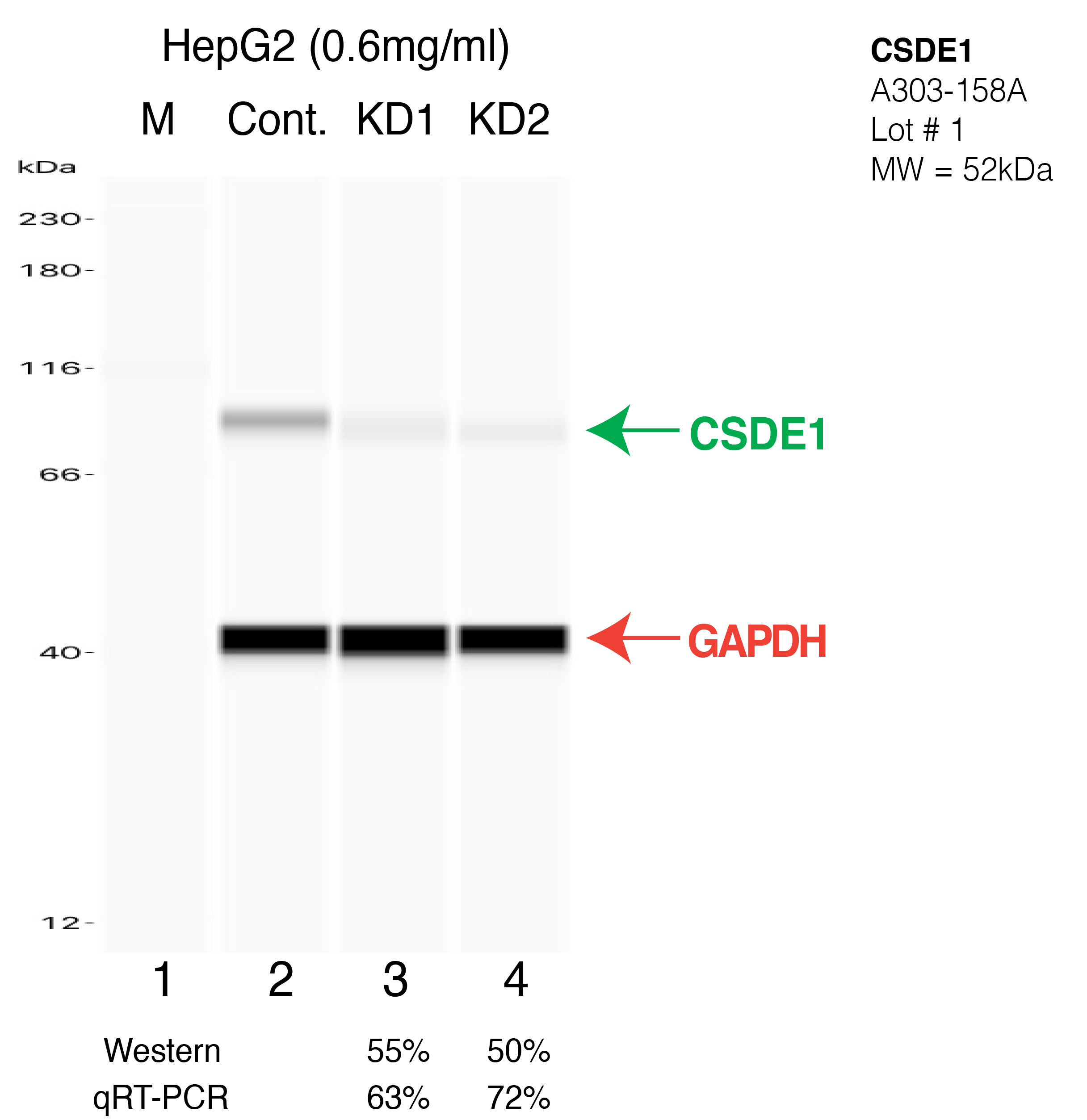 CSDE1-HEPG2-CRISPR-A303-158A.png<br>Caption: Western blot following CRISPR against CSDE1 in HepG2 whole cell lysate using CSDE1 specific antibody. Lane 1 is a ladder, lane 2 is HepG2 non-targeting control knockdown, lane 3 and 4 are two different CRISPR against CSDE1. CSDE1 protein appears as the green arrow, GAPDH serves as a control and appears in red arrow.