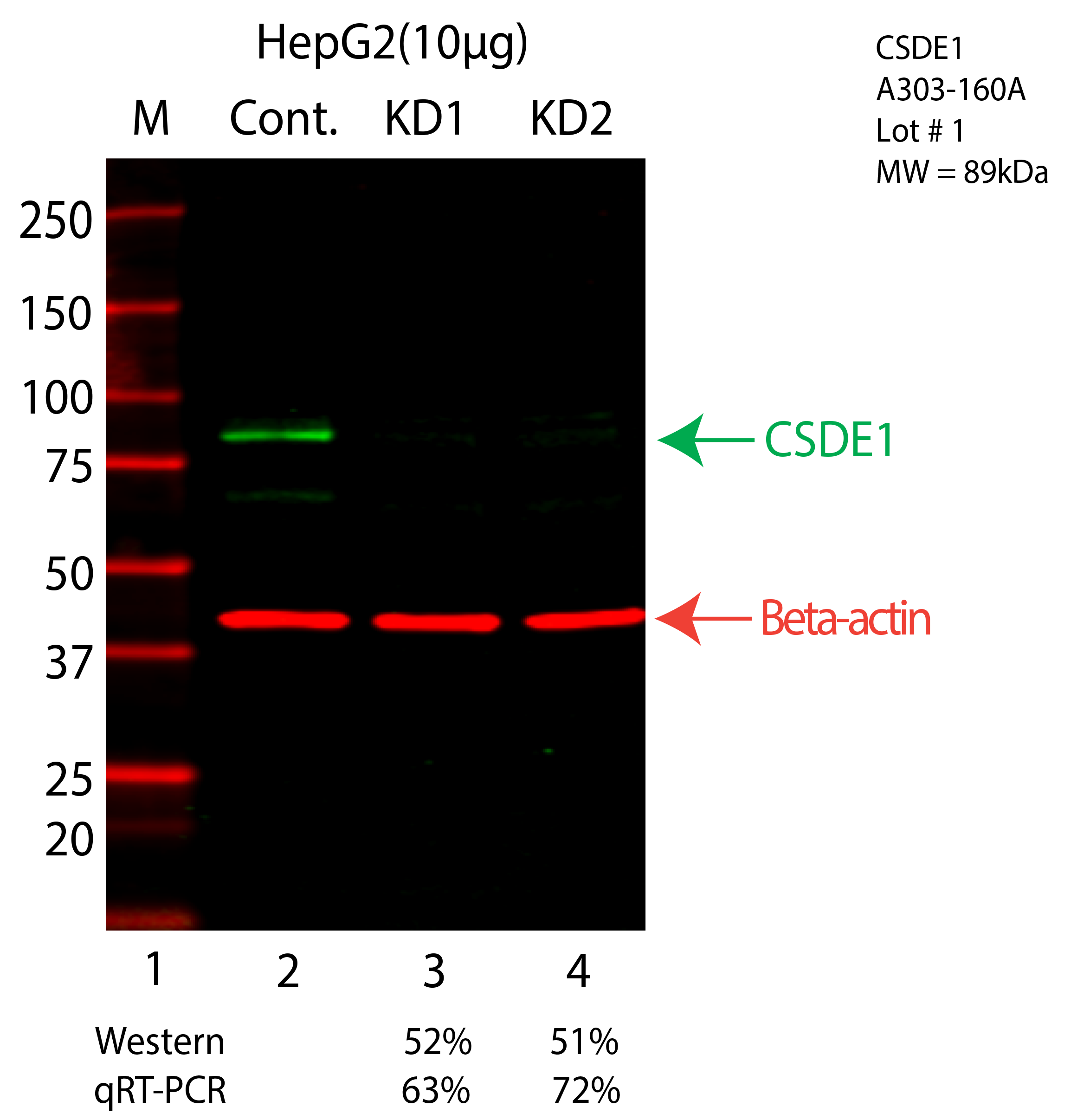 CSDE1-HEPG2-CRISPR-A303-160A.png<br>Caption: Western blot following CRISPR against CSDE1 in HepG2 whole cell lysate using CSDE1 specific antibody. Lane 1 is a ladder, lane 2 is HepG2 non-targeting control knockdown, lane 3 and 4 are two different CRISPR against CSDE1. CSDE1 protein appears as the green arrow, Beta-actin serves as a control and appears in red arrow.