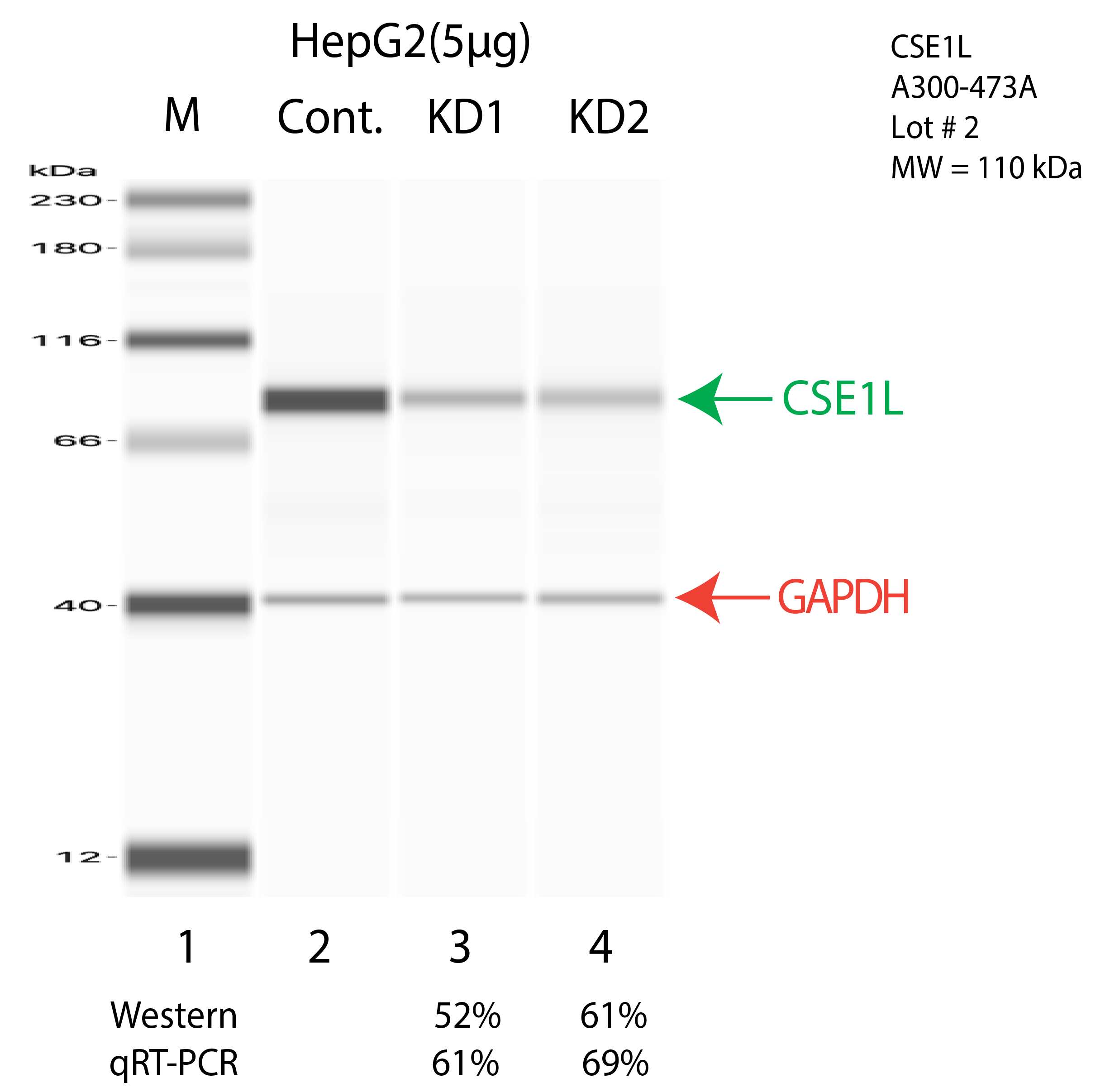 CSE1L-HEPG2-CRISPR-A300-473A.png<br>Caption: Western blot following CRISPR against CSE1L in HepG2 whole cell lysate using CSE1L specific antibody. Lane 1 is a ladder, lane 2 is HepG2 non-targeting control knockdown, lane 3 and 4 are two different CRISPR against CSE1L. CSE1L protein appears as the green arrow, GAPDH serves as a control and appears in red arrow.