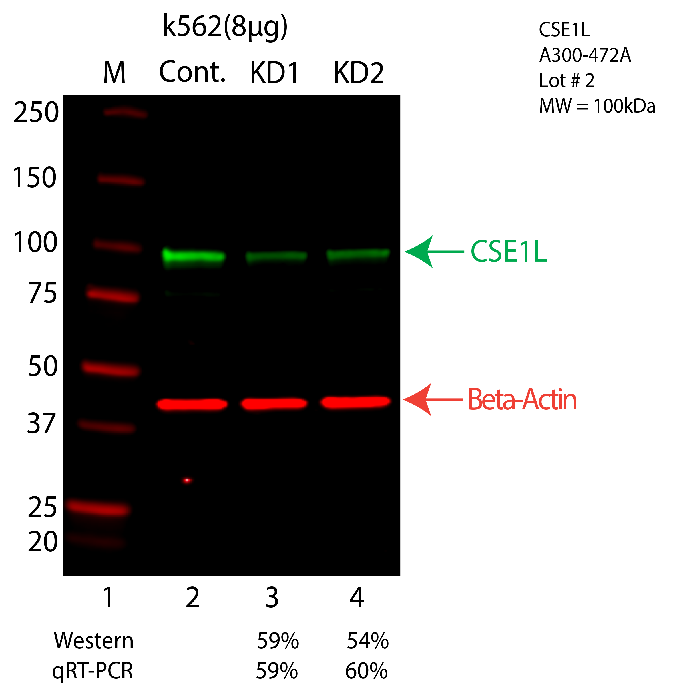 CSE1L-K562-CRISPR-A300-472A.png<br>Caption: Western blot following CRISPR against CSE1L in K562 whole cell lysate using CSE1L specific antibody. Lane 1 is a ladder, lane 2 is K562 non-targeting control knockdown, lane 3 and 4 are two different CRISPR against CSE1L. CSE1L protein appears as the green arrow, Beta-actin serves as a control and appears in red arrow.