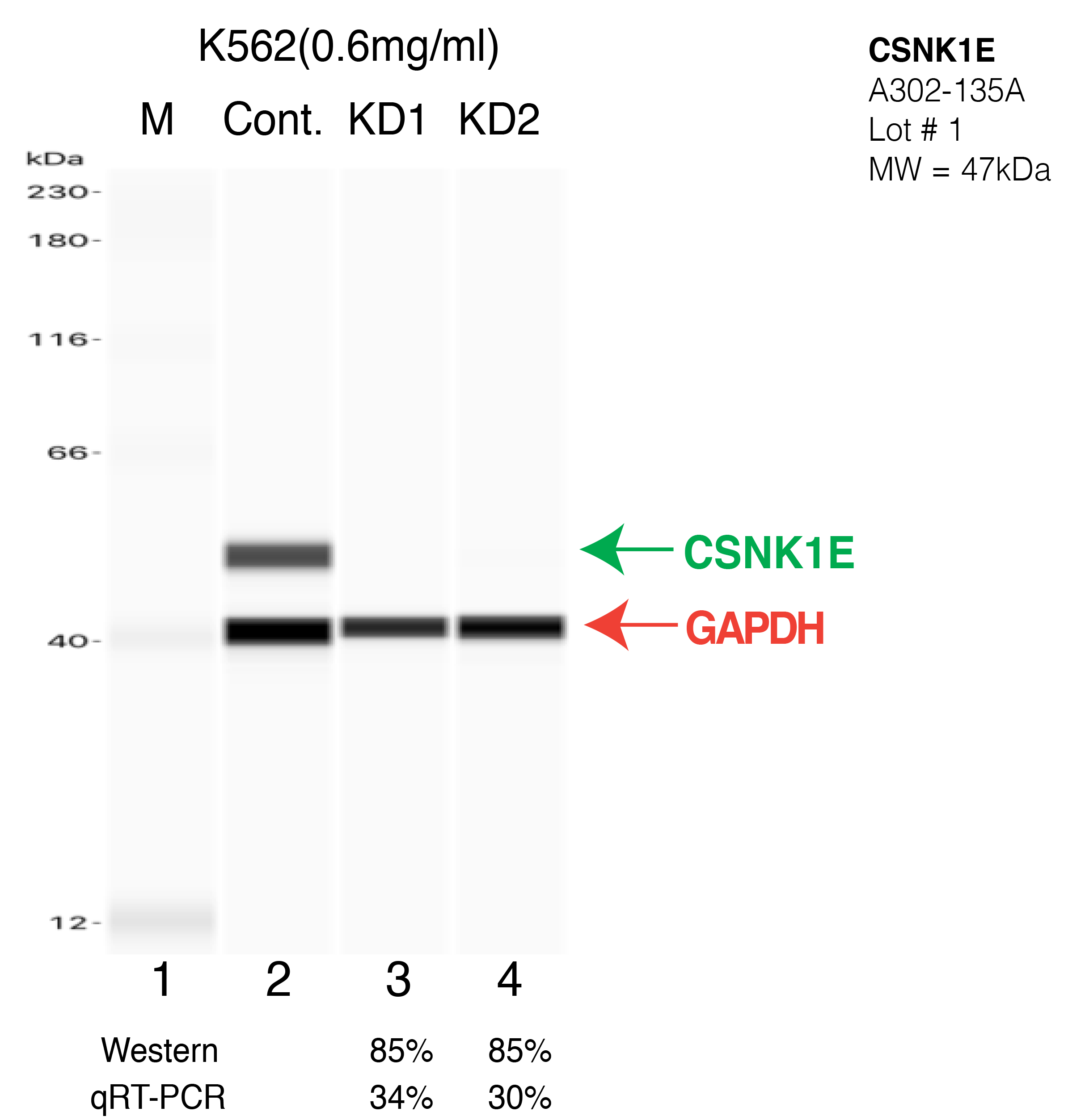 CSNK1E-K562-CRISPR-A302-135A.png<br>Caption: Western blot following CRISPR against CSNK1E in K562 whole cell lysate using CSNK1E specific antibody. Lane 1 is a ladder, lane 2 is K562 non-targeting control knockdown, lane 3 and 4 are two different CRISPR against CSNK1E. CSNK1E protein appears as the green arrow, GAPDH serves as a control and appears in red arrow.