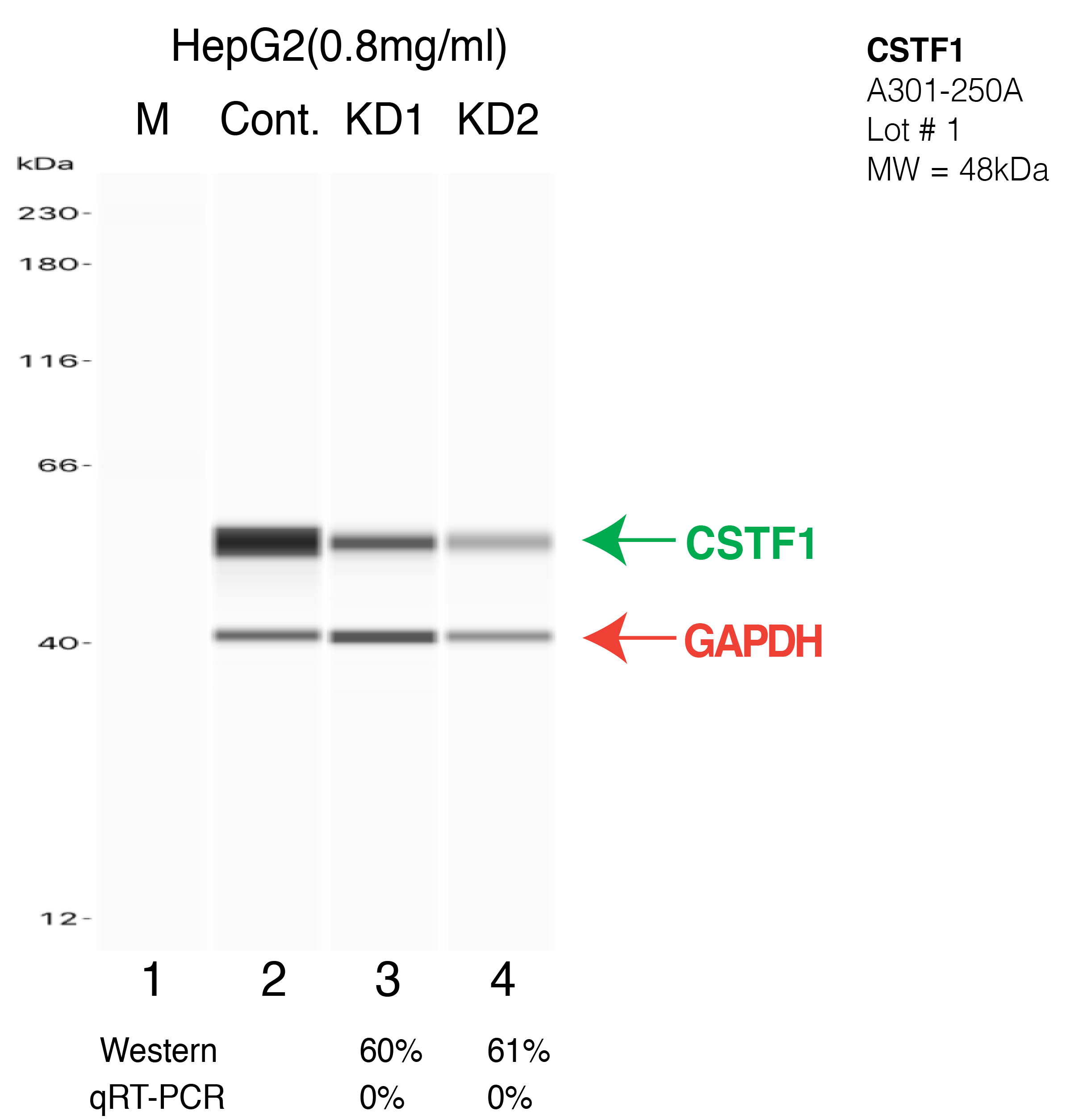 CSTF1-HEPG2-CRISPR-A301-250A.png<br>Caption: Western blot following CRISPR against CSTF1 in HepG2 whole cell lysate using CSTF1 specific antibody. Lane 1 is a ladder, lane 2 is HepG2 non-targeting control knockdown, lane 3 and 4 are two different CRISPR against CSTF1. CSTF1 protein appears as the green arrow, GAPDH serves as a control and appears in red arrow.