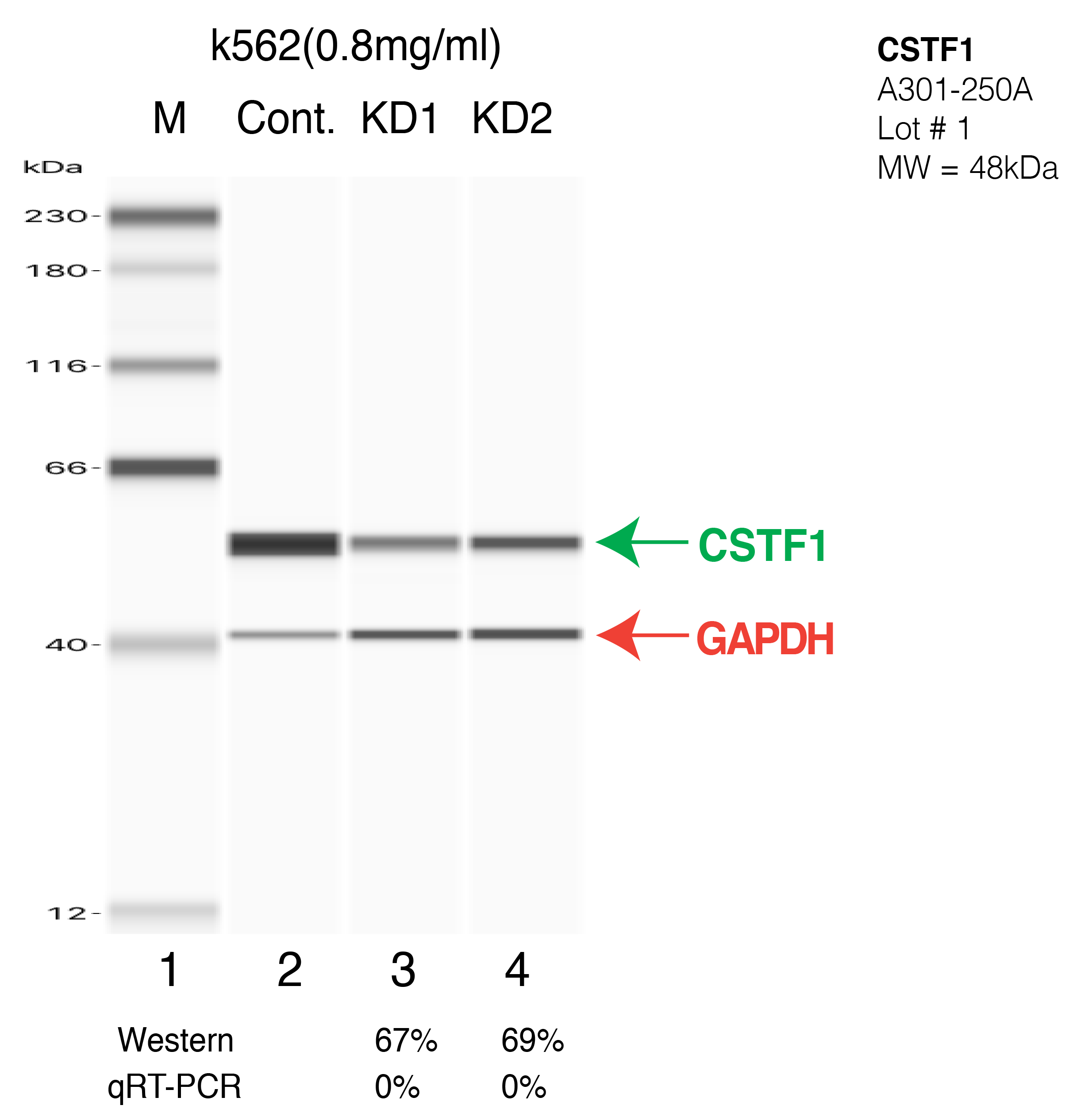 CSTF1-k562-CRISPR-A301-250A.png<br>Caption: Western blot following CRISPR against CSTF1 in K562 whole cell lysate using CSTF1 specific antibody. Lane 1 is a ladder, lane 2 is K562 non-targeting control knockdown, lane 3 and 4 are two different CRISPR against CSTF1. CSTF1 protein appears as the green arrow, Beta-actin serves as a control and appears in red arrow.