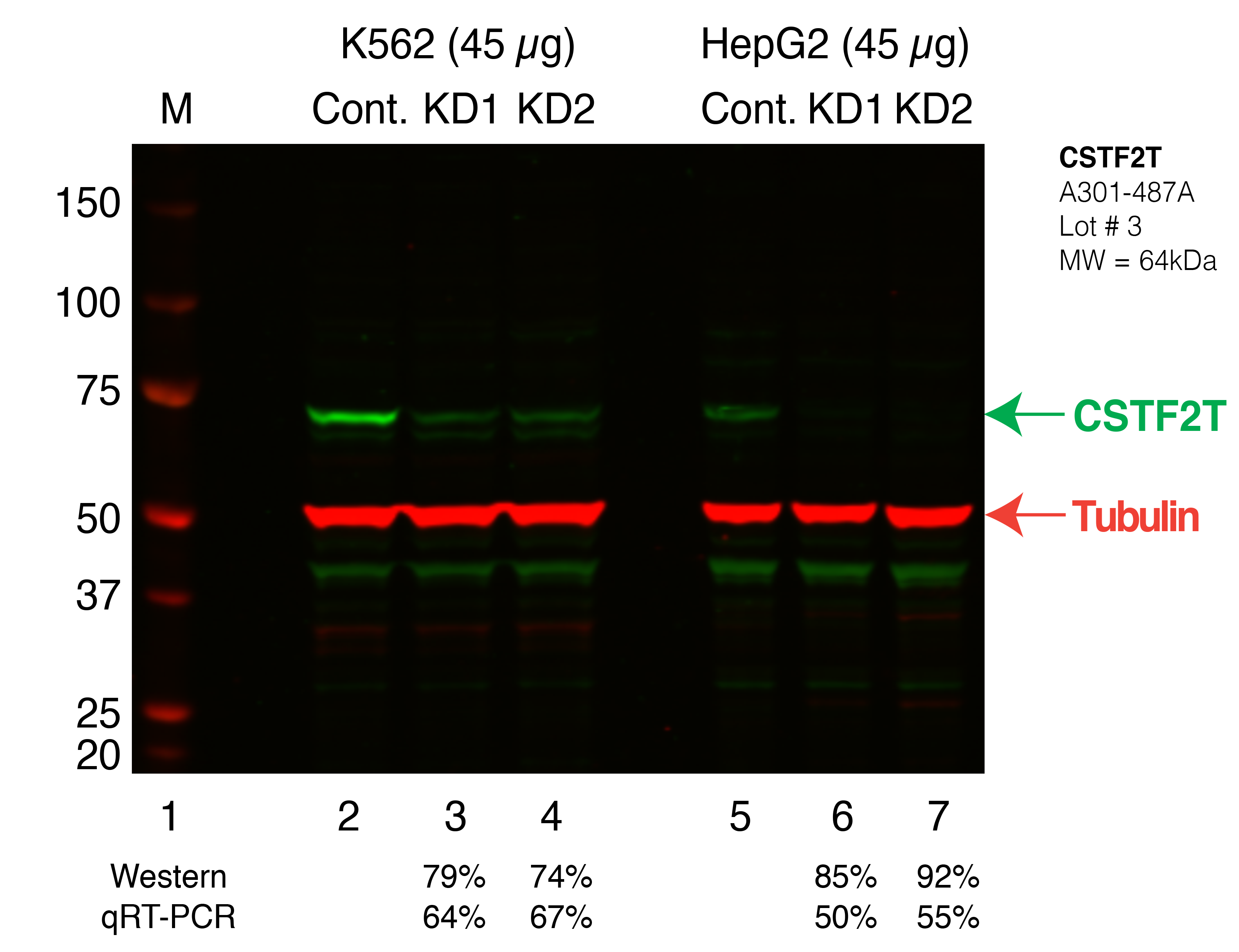 CSTF2T_Secondary_Western.png<br>Caption: Western blot following shRNA against CSTF2T in K562 and HepG2 whole cell lysate using CSTF2T specific antibody. Lane 1 is a ladder, lane 2 is K562 non-targeting control knockdown, lane 3 and 4 are two different shRNAs against CSTF2T. Lanes 5-7 follow the same pattern, but in HepG2. CSTF2T protein appears as the green band, Tubulin serves as a control and appears in red.