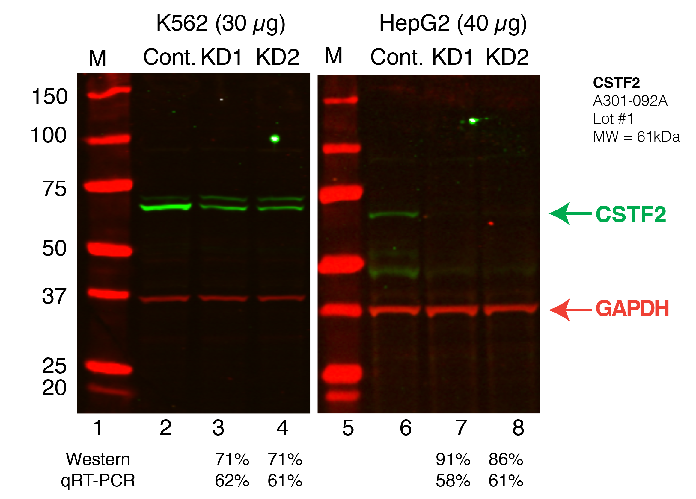 CSTF2_Secondary_Western.png<br>Caption: Western blot following shRNA against CSTF2 in K562 and HepG2 whole cell lysate using CSTF2 specific antibody. Lane 1 is a ladder, lane 2 is K562 non-targeting control knockdown, lane 2 and 3 are two different shRNAs against CSTF2. Lanes 5-7 follow the same pattern, but in HepG2. CSTF2 protein appears as the green band, GAPDH serves as a control and appears in red.