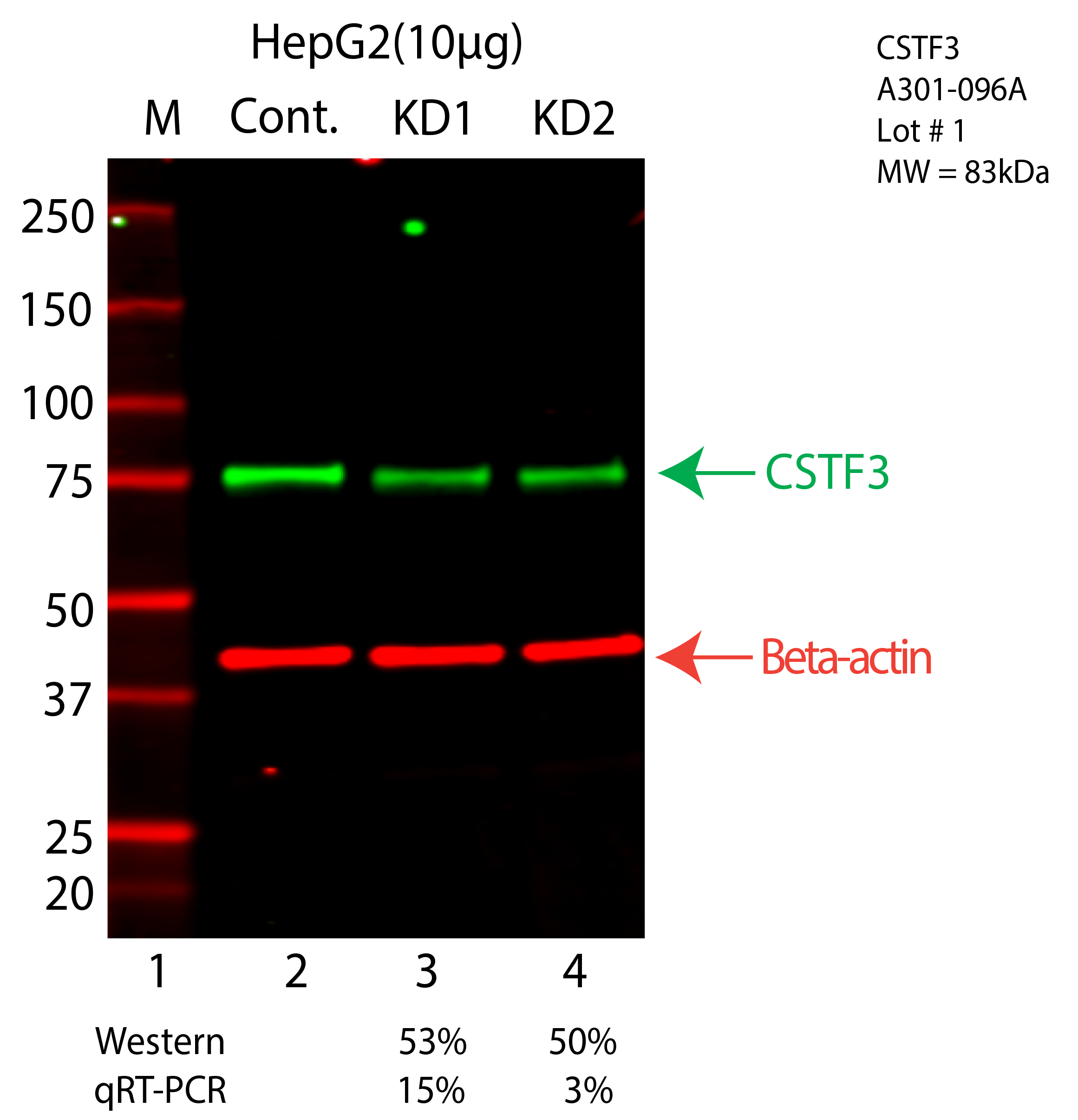 CSTF3-HEPG2-A301-096A.png<br>Caption: Western blot following CRISPR against CSTF3 in HepG2 whole cell lysate using CSTF3 specific antibody. Lane 1 is a ladder, lane 2 is HepG2 non-targeting control knockdown, lane 3 and 4 are two different CRISPR against CSTF3. CSTF3 protein appears as the green arrow, Beta-actin serves as a control and appears in red arrow.