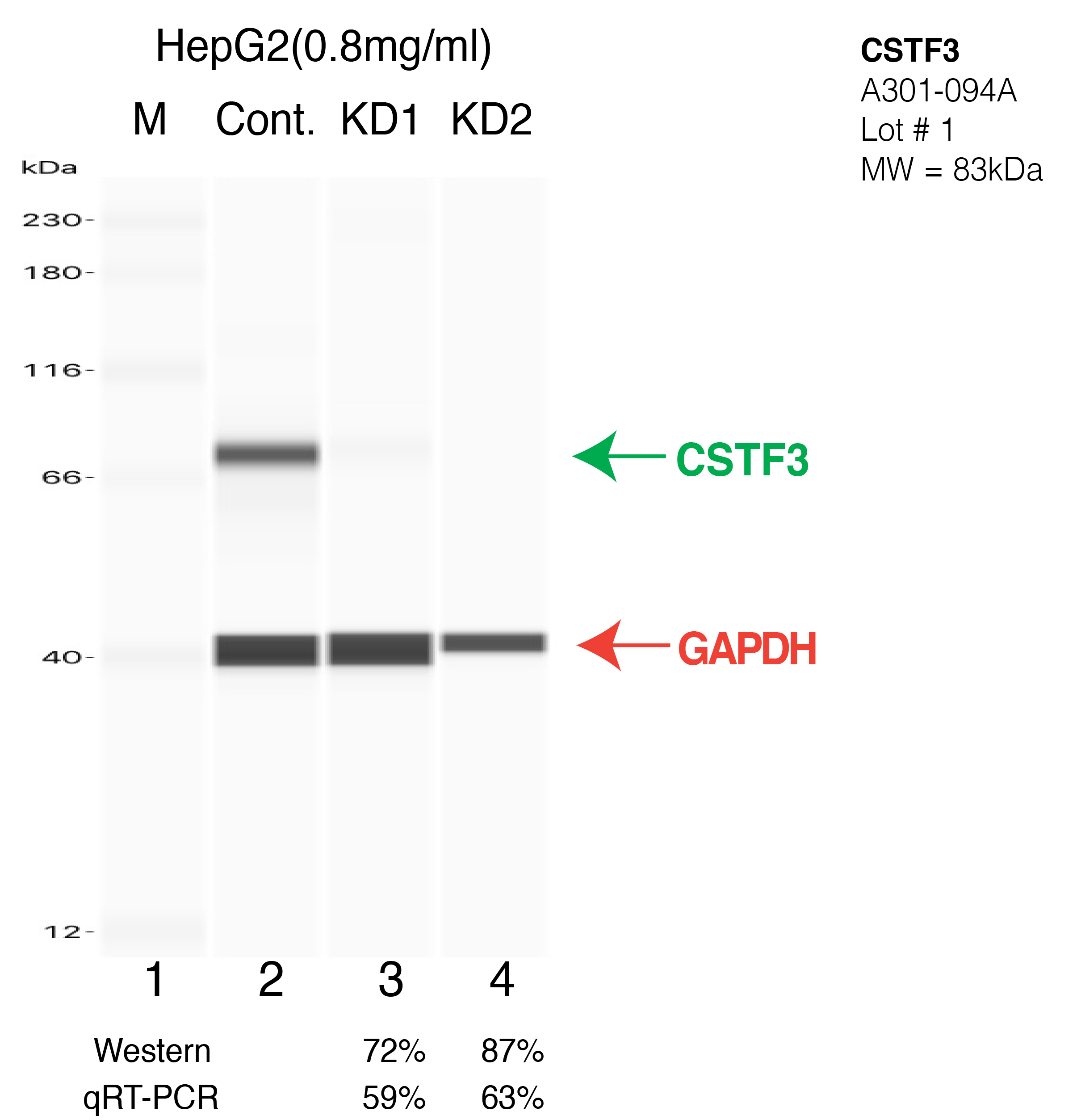 CSTF3-HEPG2-CRISPR-A301-094A.png<br>Caption: Western blot following CRISPR against CSTF3 in HepG2 whole cell lysate using CSTF3 specific antibody. Lane 1 is a ladder, lane 2 is HepG2 non-targeting control knockdown, lane 3 and 4 are two different CRISPR against CSTF3. CSTF3 protein appears as the green arrow, GAPDH serves as a control and appears in red arrow.