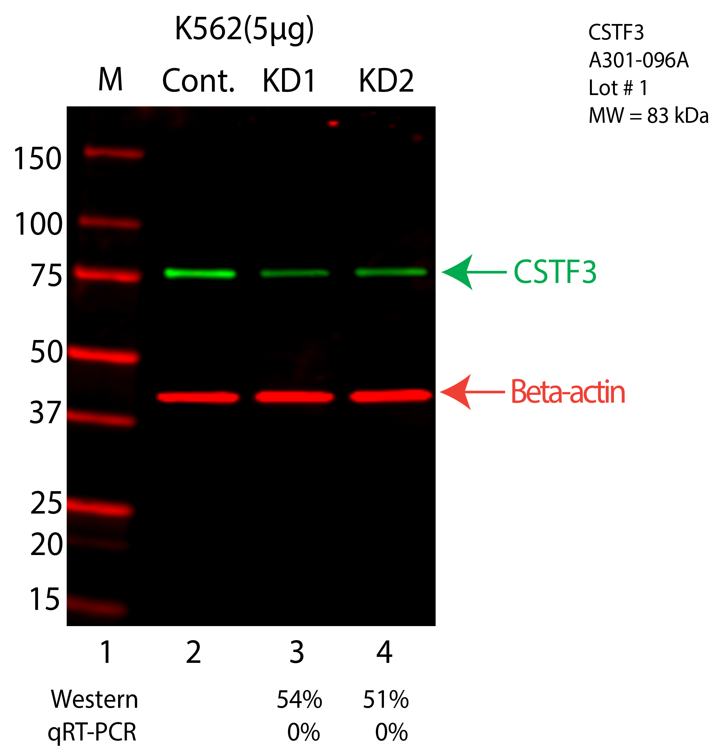 CSTF3-K562-CRISPR-A301-096A.png<br>Caption: Western blot following CRISPR against CSTF3 in K562 whole cell lysate using CSTF3 specific antibody. Lane 1 is a ladder, lane 2 is K562 non-targeting control knockdown, lane 3 and 4 are two different CRISPR against CSTF3. CSTF3 protein appears as the green arrow, Beta-actin serves as a control and appears in red arrow.