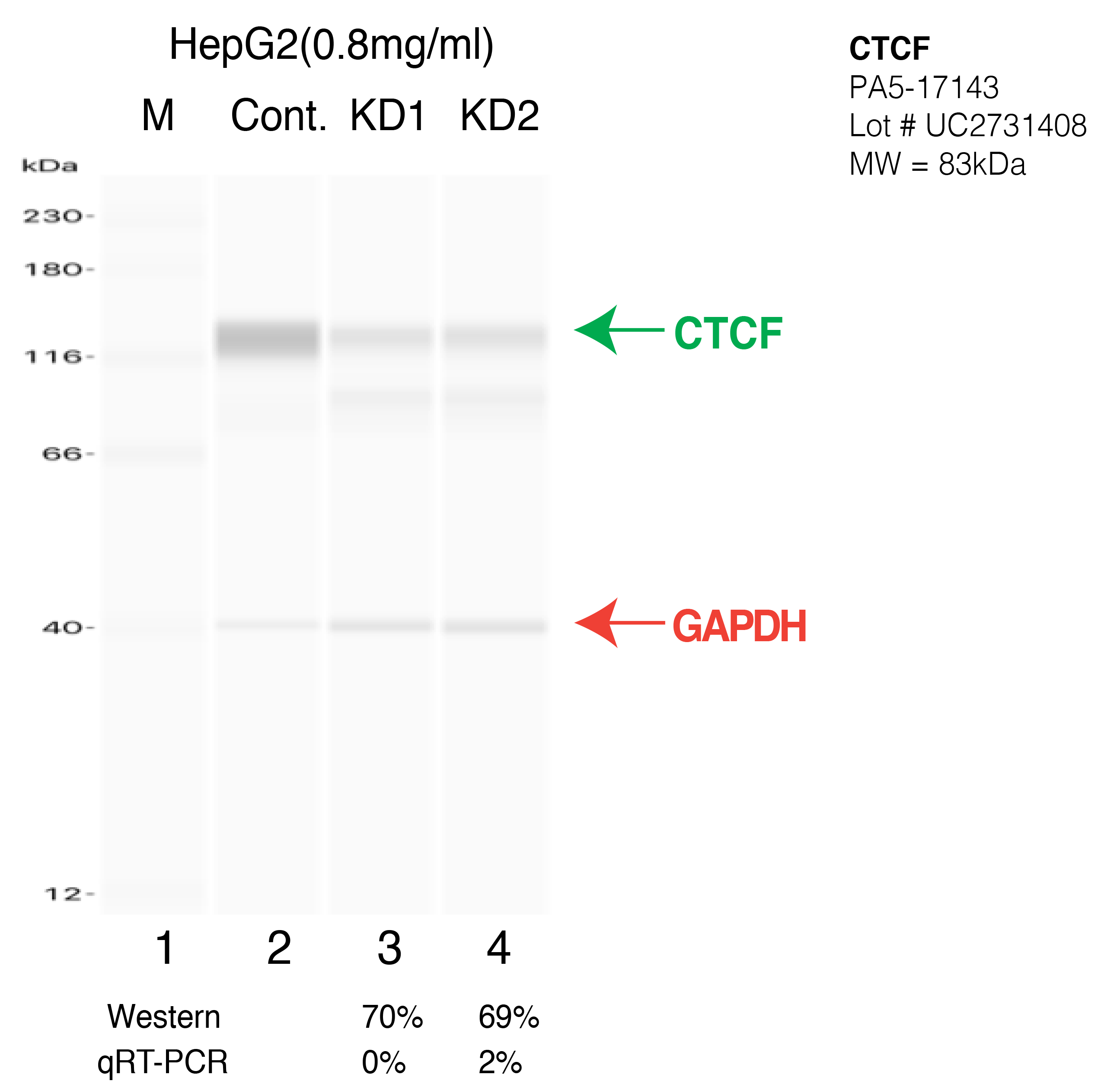 CTCF-HepG2-CRISPR-PA5-17143.png<br>Caption: Western blot following CRISPR against CTCF in HepG2 whole cell lysate using CTCF specific antibody. Lane 1 is a ladder, lane 2 is HepG2 non-targeting control knockdown, lane 3 and 4 are two different CRISPR against CTCF. CTCF protein appears as the green arrow, GAPDH serves as a control and appears in red arrow.