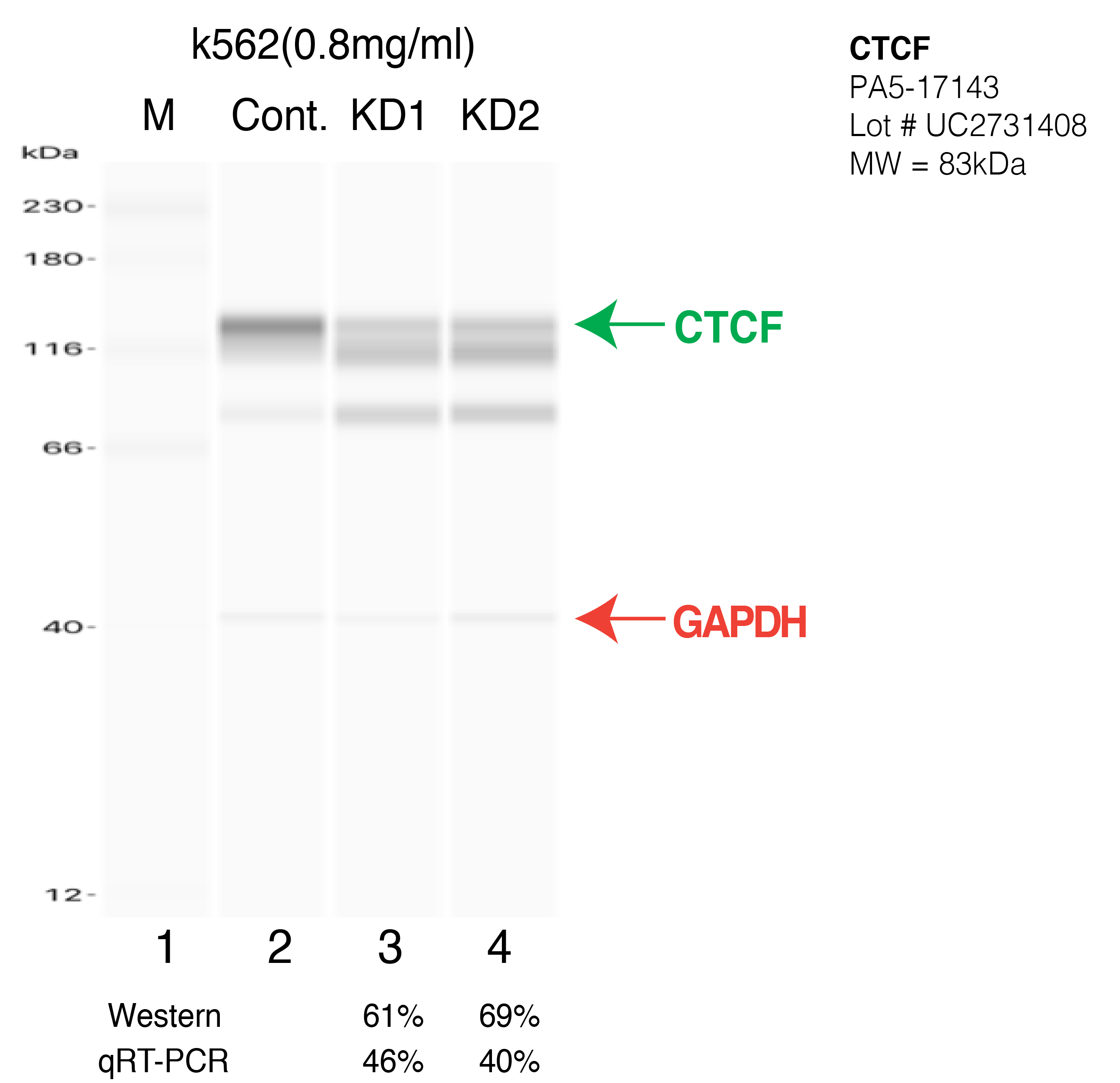 CTCF-K562-CRISPR-PA5-17143.png<br>Caption: Western blot following CRISPR against CTCF in K562 whole cell lysate using CTCF specific antibody. Lane 1 is a ladder, lane 2 is K562 non-targeting control knockdown, lane 3 and 4 are two different CRISPR against CTCF. CTCF protein appears as the green arrow, GAPDH serves as a control and appears in red arrow.