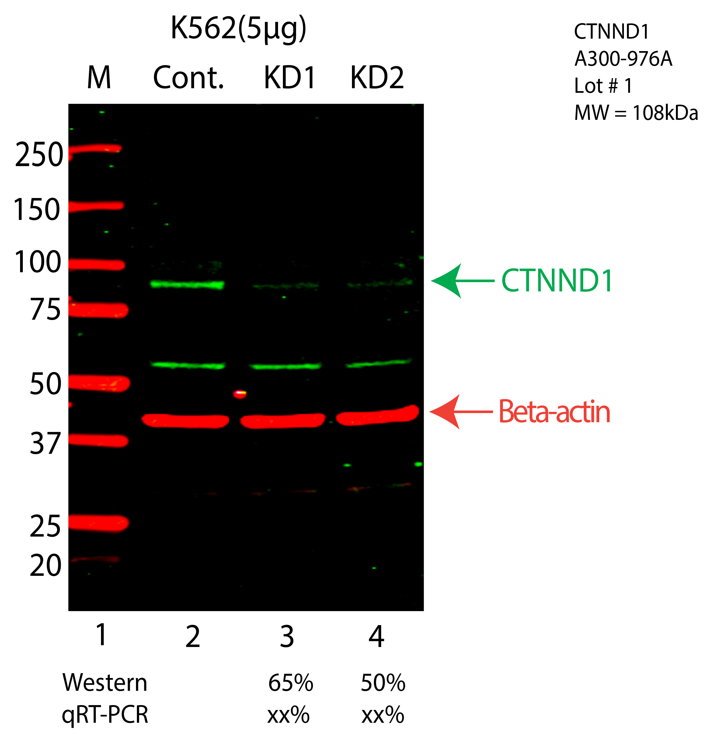 CTNND1-K562-CRISPR-A300-976A.png<br>Caption: Western blot following CRISPR against CTNND1 in K562 whole cell lysate using CTNND1 specific antibody. Lane 1 is a ladder, lane 2 is K562 non-targeting control knockdown, lane 3 and 4 are two different CRISPR against CTNND1. CTNND1 protein appears as the green arrow, Beta-actin serves as a control and appears in red arrow.