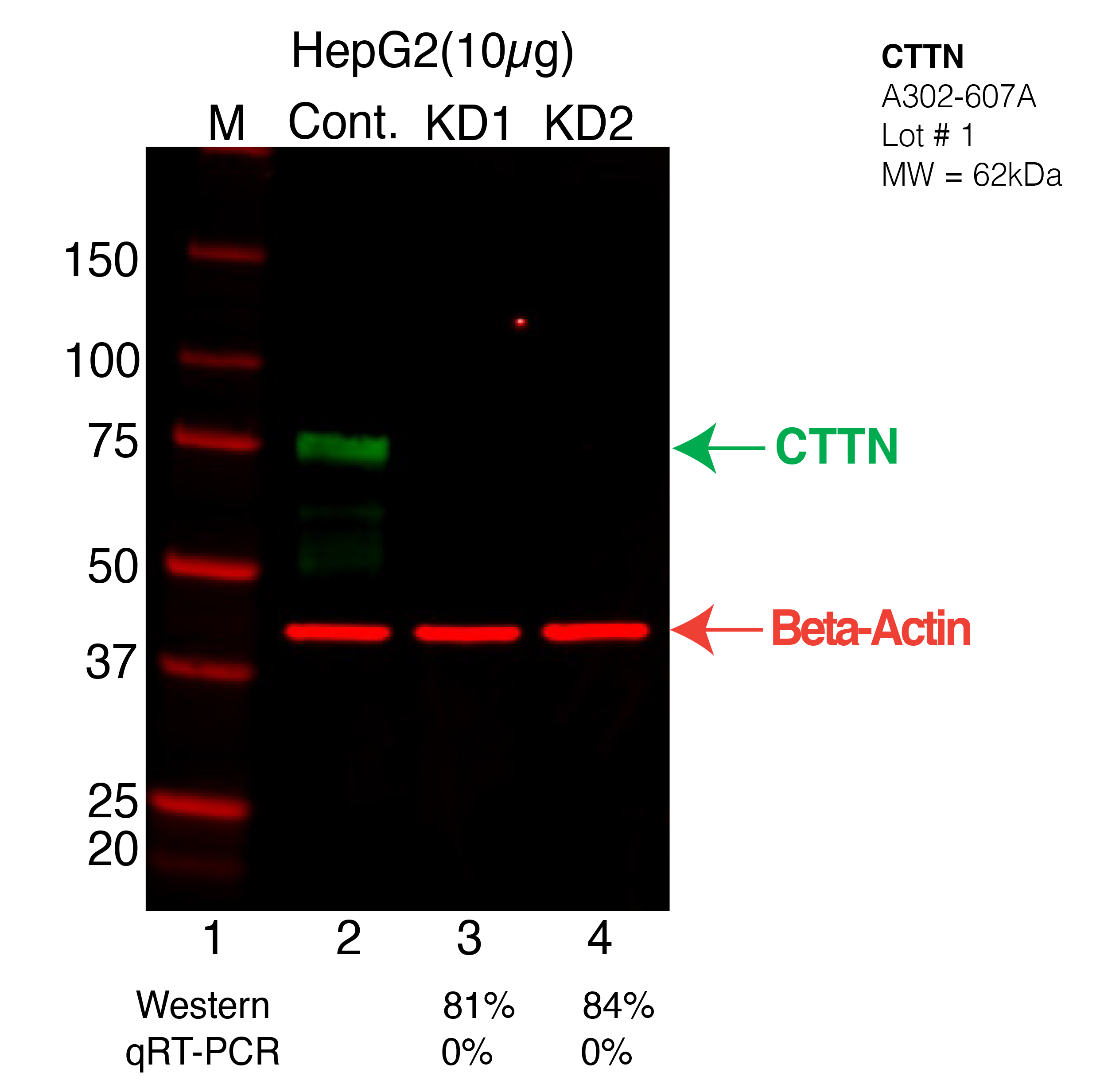 CTTN-HEPG2-CRISPR-A302-607A.png<br>Caption: Western blot following CRISPR against CTTN in HepG2 whole cell lysate using CTTN specific antibody. Lane 1 is a ladder, lane 2 is HepG2 non-targeting control knockdown, lane 3 and 4 are two different CRISPR against CTTN. CTTN protein appears as the green arrow, Beta-actin serves as a control and appears in red arrow.