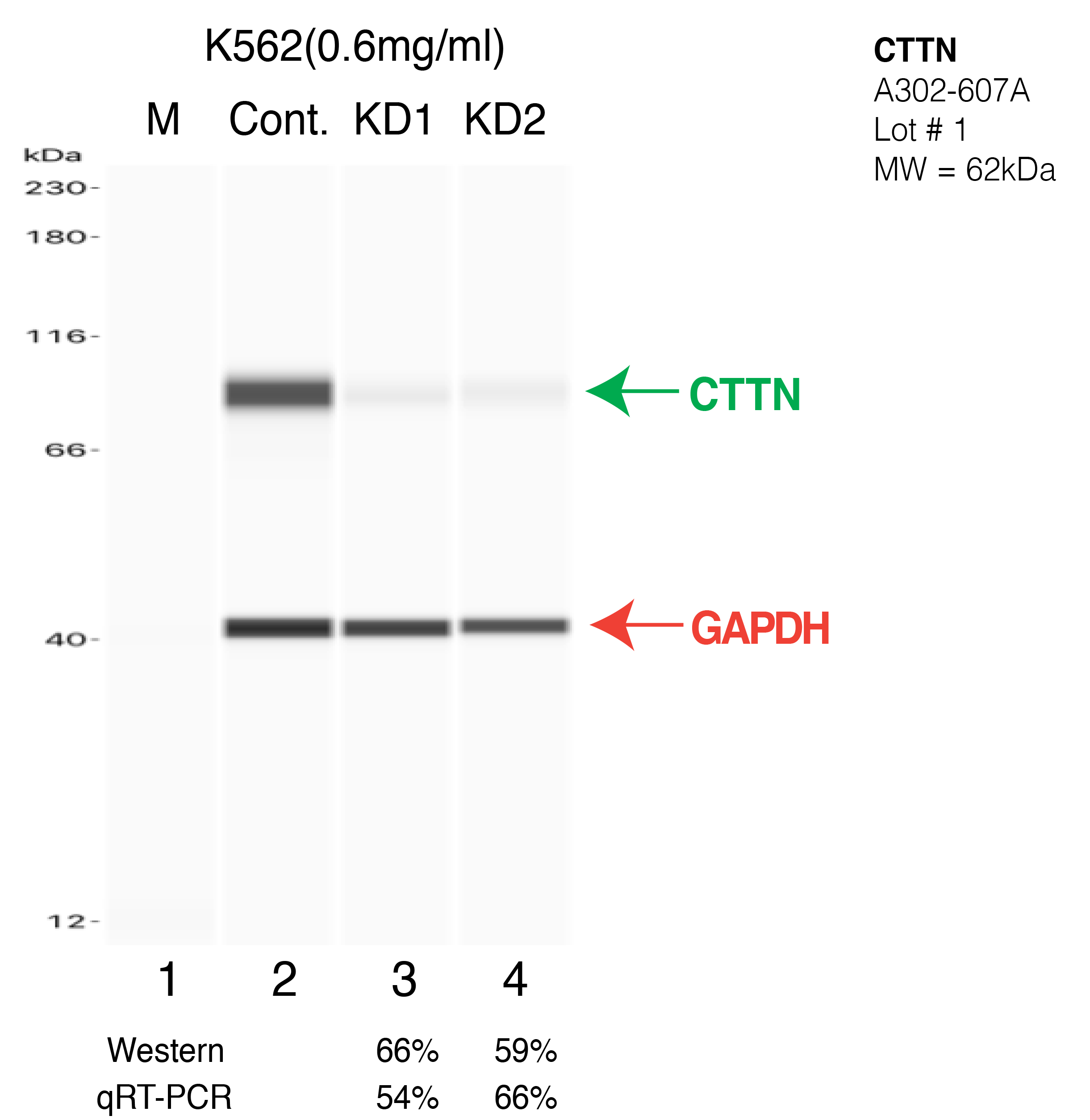 CTTN-K562-CRISPR-A302-607A.png<br>Caption: Western blot following CRISPR against CTTN in K562 whole cell lysate using CTTN specific antibody. Lane 1 is a ladder, lane 2 is K562 non-targeting control knockdown, lane 3 and 4 are two different CRISPR against CTTN. CTTN protein appears as the green arrow, GAPDH serves as a control and appears in red arrow.