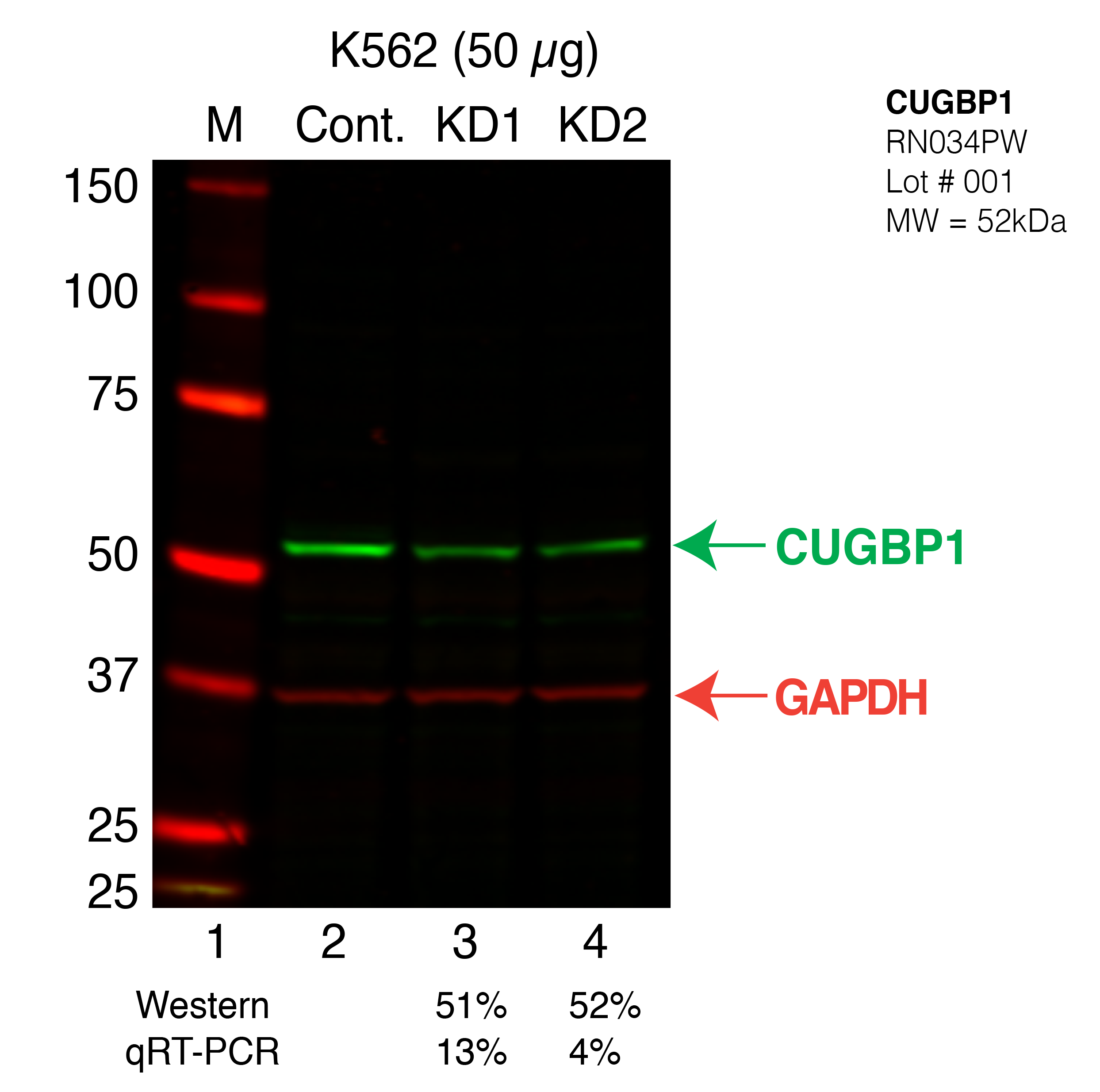 CUGBP1-K562_Secondary_Western.png<br>Caption: Western blot following shRNA against CUGBP1 in K562 whole cell lysate using CUGBP1 specific antibody. Lane 1 is a ladder, lane 2 is K562 non-targeting control knockdown CUGBP1. CUGBP1 protein appears as the green band, GAPDH serves as a control and appears in red.