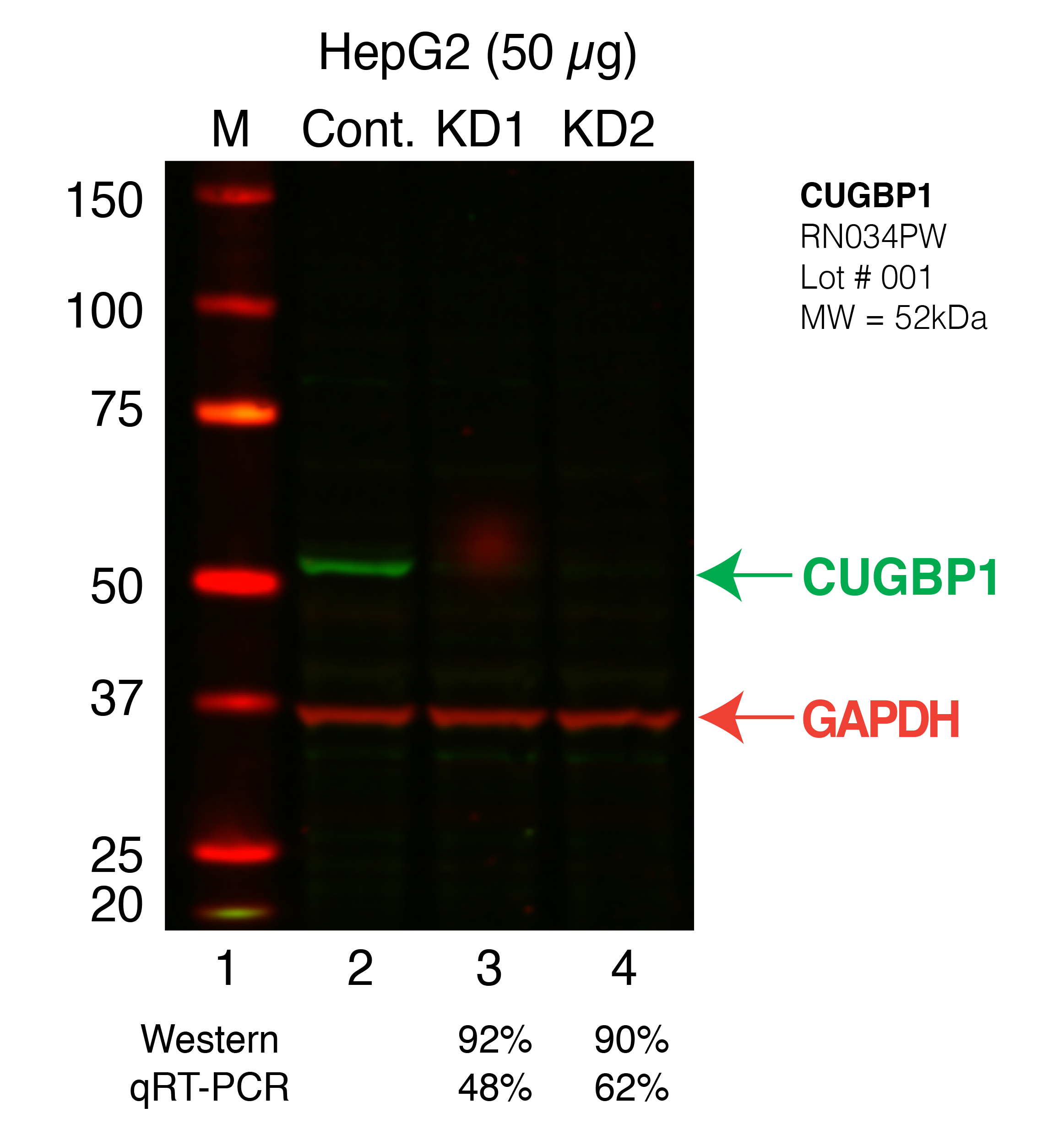 CUGBP1_Secondary_Western.png<br>Caption: Western blot following shRNA against CUGBP1 in HepG2 whole cell lysate using CUGBP1 specific antibody. Lane 1 is a ladder, lane 2 is HepG2 non-targeting control knockdown, lane 3 and 4 are two different shRNAs against CUGBP1. CUGBP1 protein appears as the green band, GAPDH serves as a control and appears in red.