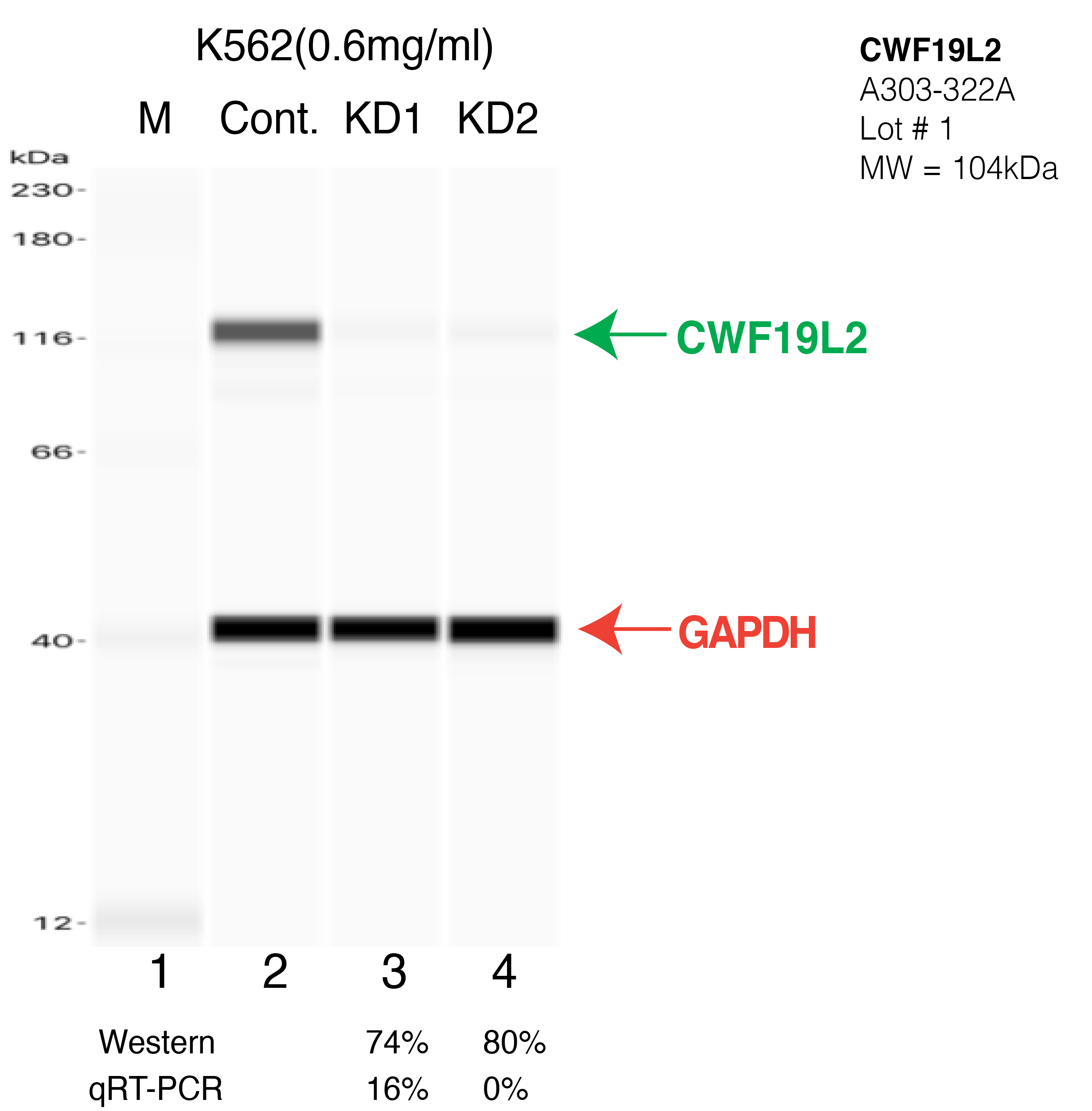 CWF19L2-K562-CRISPR-A303-322A.png<br>Caption: Western blot following CRISPR against CWF19L2 in K562 whole cell lysate using CWF19L2 specific antibody. Lane 1 is a ladder, lane 2 is K562 non-targeting control knockdown, lane 3 and 4 are two different CRISPR against CWF19L2. CWF19L2 protein appears as the green arrow, GAPDH serves as a control and appears in red arrow.