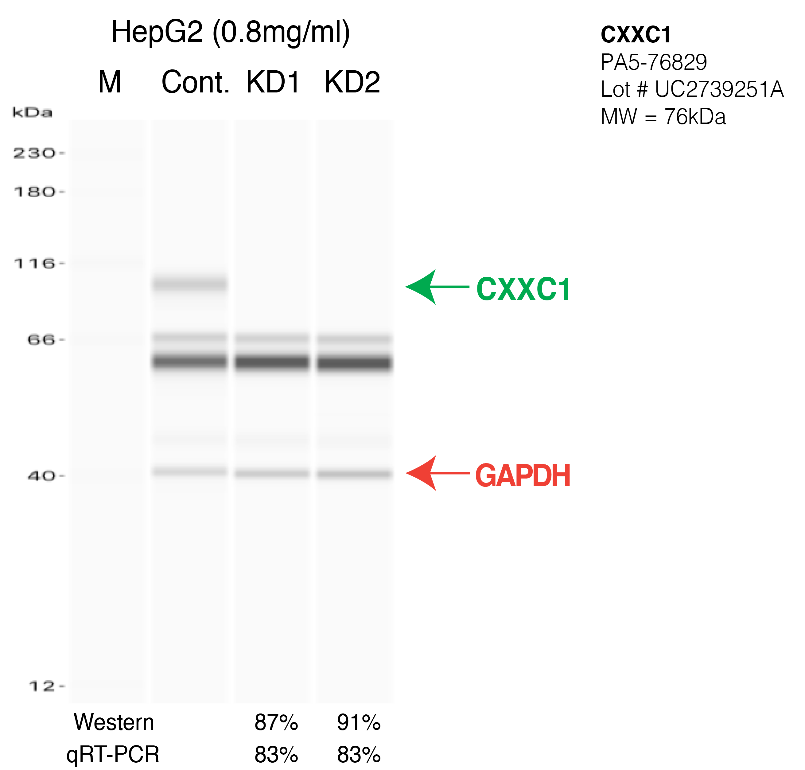 CXXC1-HEPG2-CRISPR-PA5-76829.png<br>Caption: Western blot following CRISPR against CXXC1 in HepG2 whole cell lysate using CXXC1 specific antibody. Lane 1 is a ladder, lane 2 is HepG2 non-targeting control knockdown, lane 3 and 4 are two different CRISPR against CXXC1. CXXC1 protein appears as the green arrow, GAPDH serves as a control and appears in red arrow.