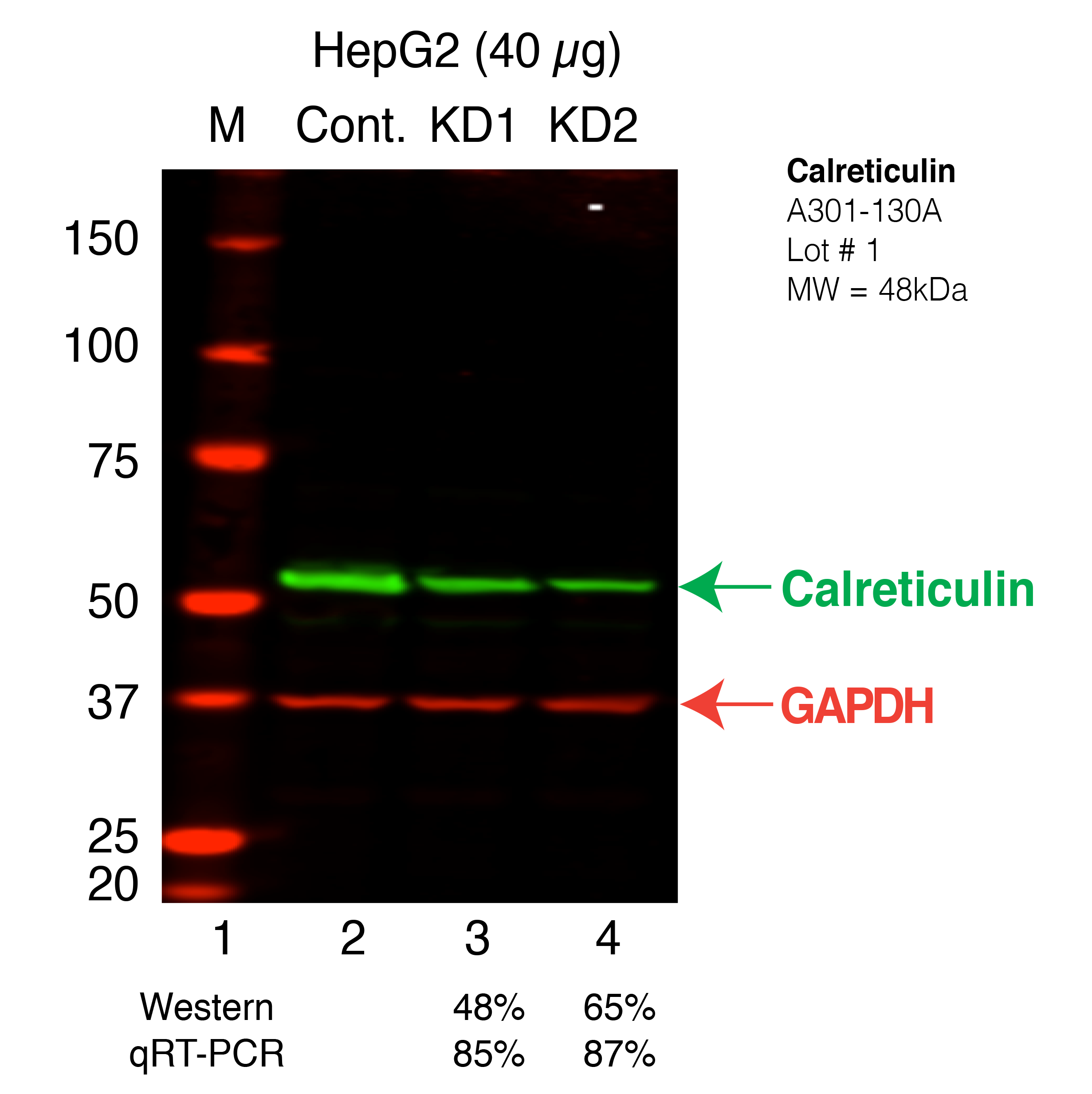 Calreticulin_Secondary_Western.png<br>Caption: Western blot following shRNA against Calreticulin in HepG2 whole cell lysate using Calreticulin specific antibody. Lane 1 is a ladder, lane 2 is HepG2 non-targeting control knockdown, lane 3 and 4 are two different shRNAs against Calreticulin. Calreticulin protein appears as the green band, GAPDH serves as a control and appears in red.