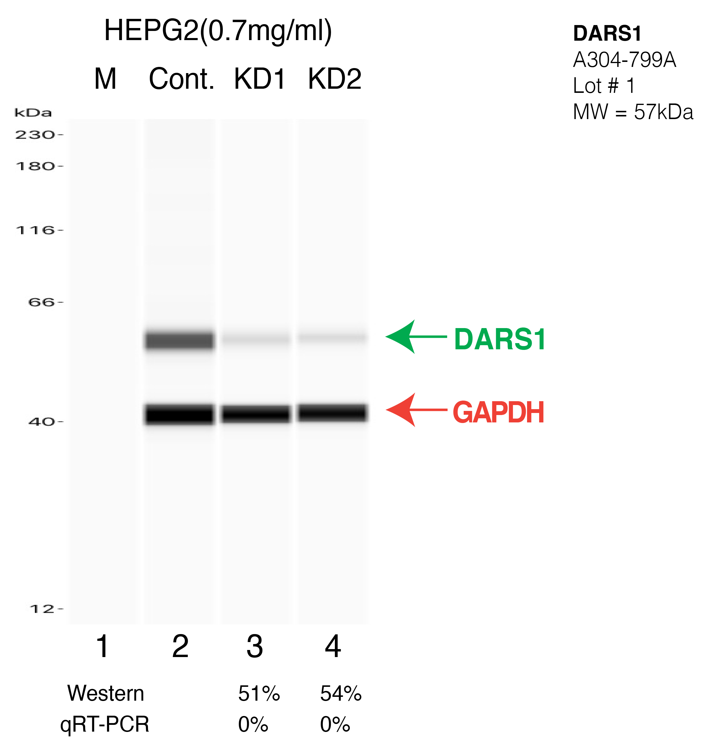 DARS1-HEPG2-CRISPR-A304-799A.png<br>Caption: Western blot following CRISPR against DARS in HepG2 whole cell lysate using DARS specific antibody. Lane 1 is a ladder, lane 2 is HepG2 non-targeting control knockdown, lane 3 and 4 are two different CRISPR against DARS. DARS protein appears as the green arrow, GAPDH serves as a control and appears in red arrow.