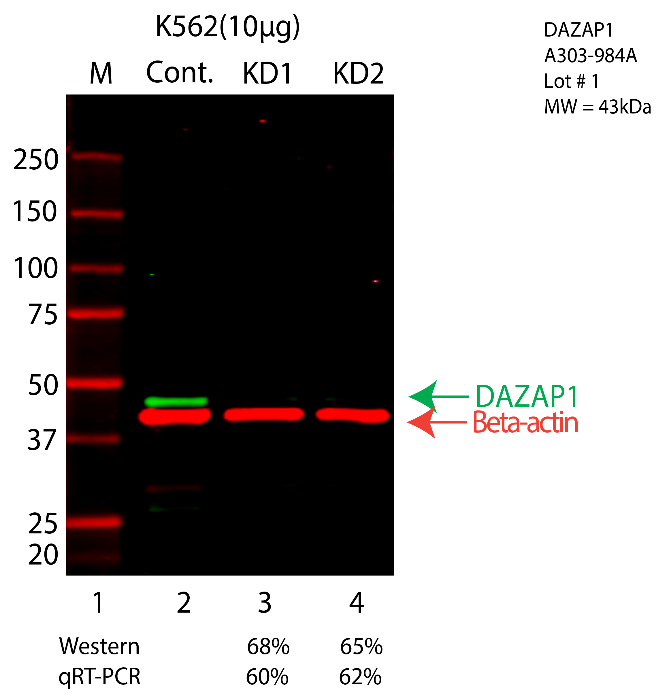 DAZAP1-K562-A303-984A.png<br>Caption: Western blot following shRNA against DAZAP1 in K562 whole cell lysate using DAZAP1 specific antibody. Lane 1 is a ladder, lane 2 is K562 non-targeting control knockdown, lane 3 and 4 are two different shRNA against DAZAP1. DAZAP1 protein appears as the green arrow, Beta-actin serves as a control and appears in red arrow.