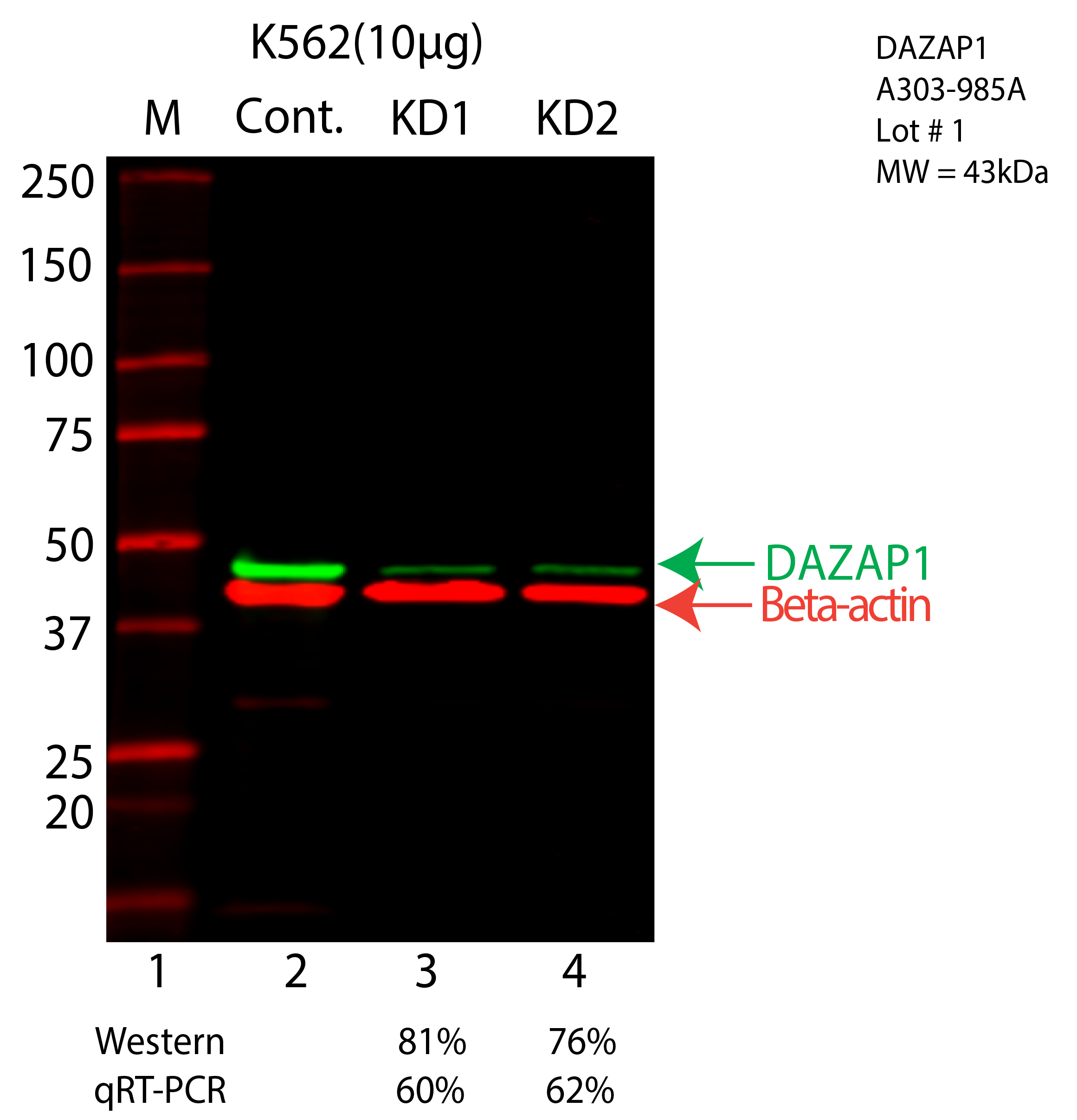 DAZAP1-K562-A303-985A.png<br>Caption: Western blot following shRNA against DAZAP1 in K562 whole cell lysate using DAZAP1 specific antibody. Lane 1 is a ladder, lane 2 is K562 non-targeting control knockdown, lane 3 and 4 are two different shRNA against DAZAP1. DAZAP1 protein appears as the green arrow, Beta-actin serves as a control and appears in red arrow.