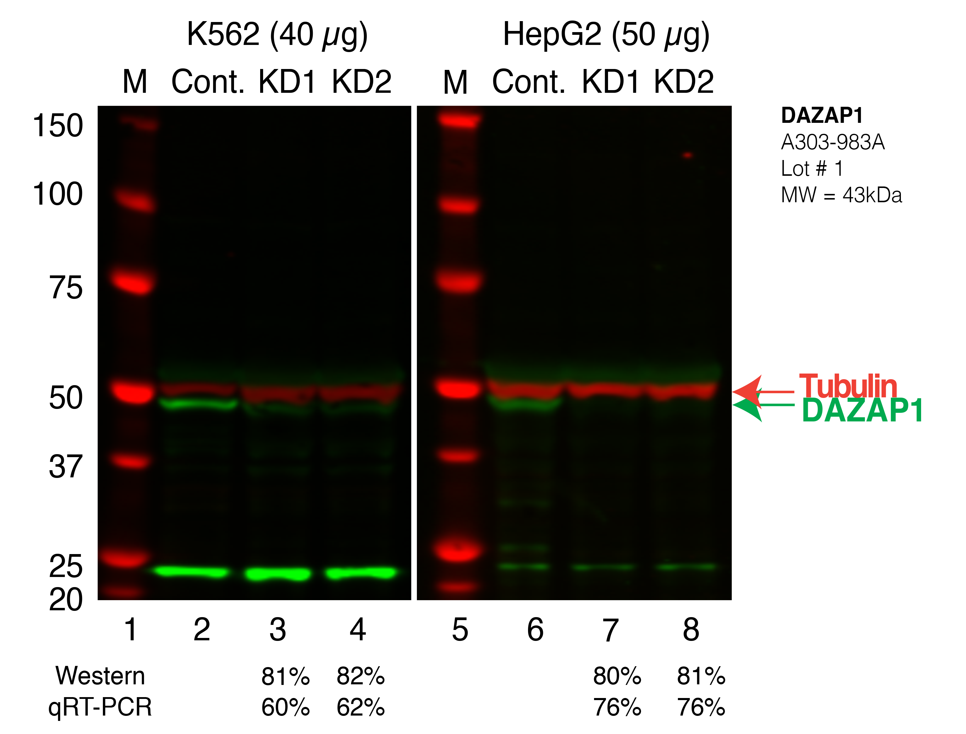 DAZAP1_Secondary_Western.png<br>Caption: Western blot following shRNA against DAZAP1 in K562 and HepG2 whole cell lysate using DAZAP1 specific antibody. Lane 1 is a ladder, lane 2 is K562 non-targeting control knockdown, lane 3 and 4 are two different shRNAs against DAZAP1. Lanes 5-8 follow the same pattern, but in HepG2. DAZAP1 protein appears as the green band, Tubulin serves as a control and appears in red.