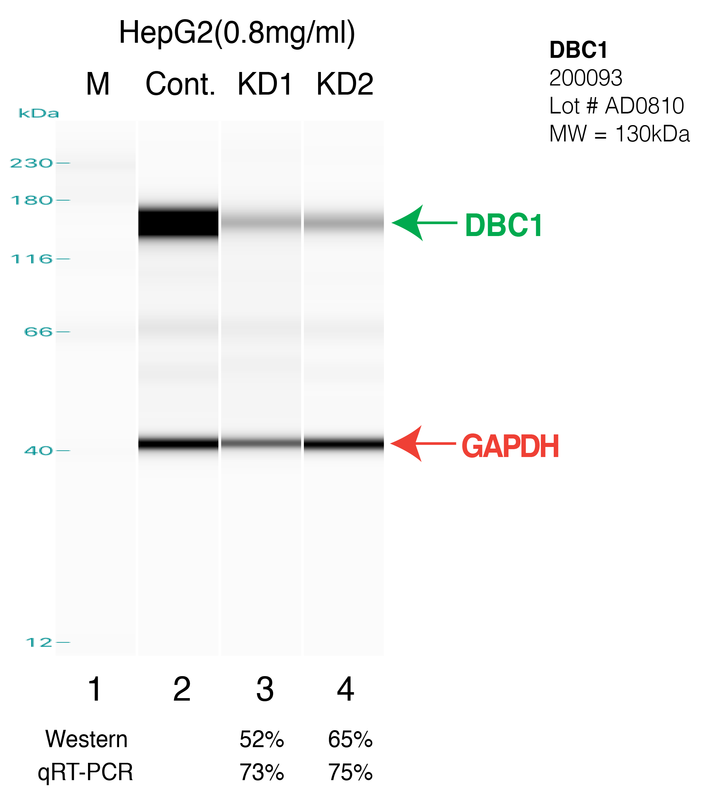 DBC1-HEPG2_FU's.png<br>Caption: Western blot following shRNA against DBC1 in HepG2 whole cell lysate using DBC1 specific antibody. Lane 1 is a ladder, lane 2 is HepG2 non-targeting control knockdown, lane 3 and 4 are two different shRNA against DBC1. DBC1 protein appears as the green arrow, GAPDH serves as a control and appears in red arrow.