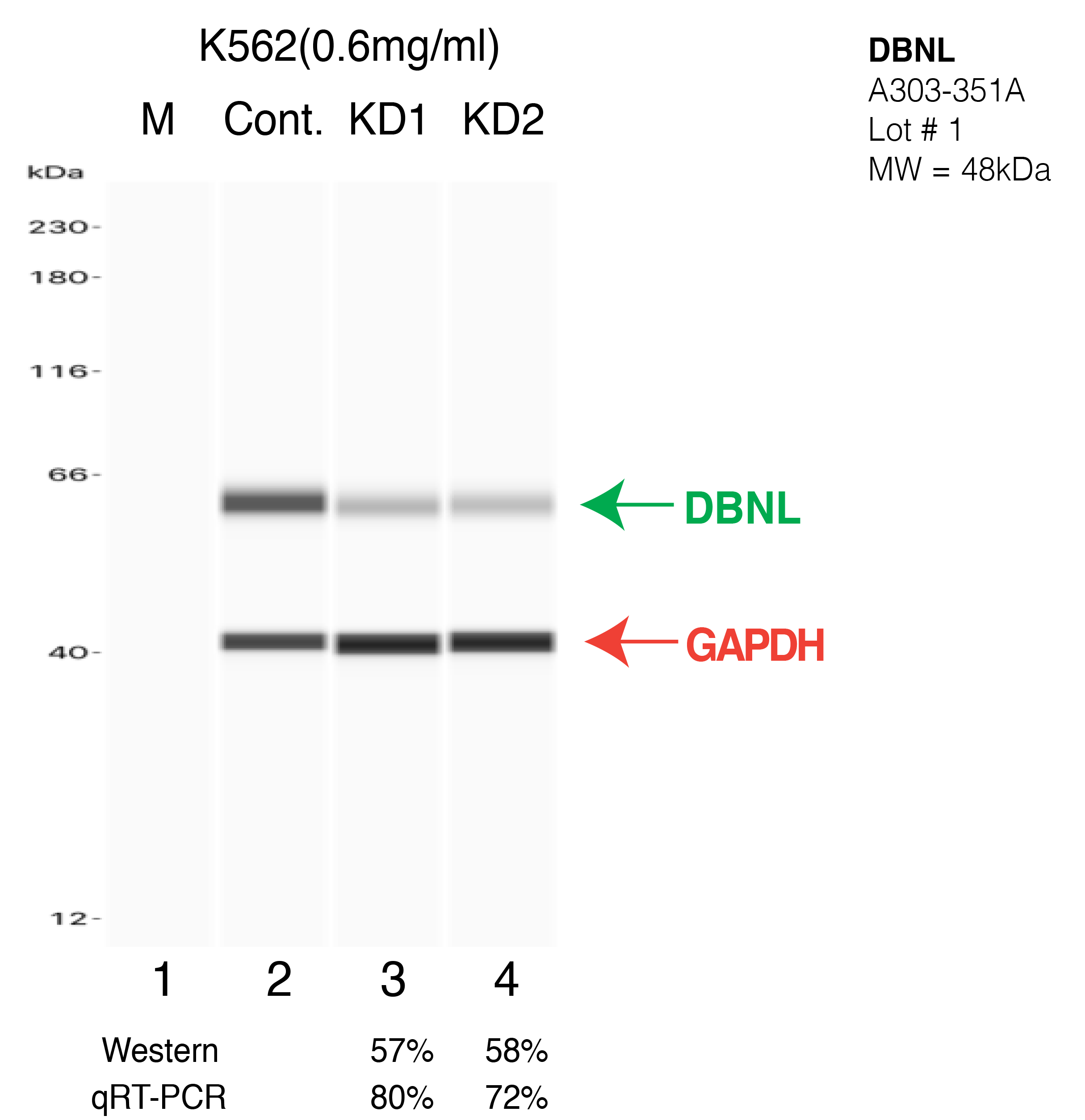 DBNL-K562-CRISPR-A303-351A.png<br>Caption: Western blot following CRISPR against DBNL in K562 whole cell lysate using DBNL specific antibody. Lane 1 is a ladder, lane 2 is K562 non-targeting control knockdown, lane 3 and 4 are two different CRISPR against DBNL. DBNL protein appears as the green arrow, GAPDH serves as a control and appears in red arrow.