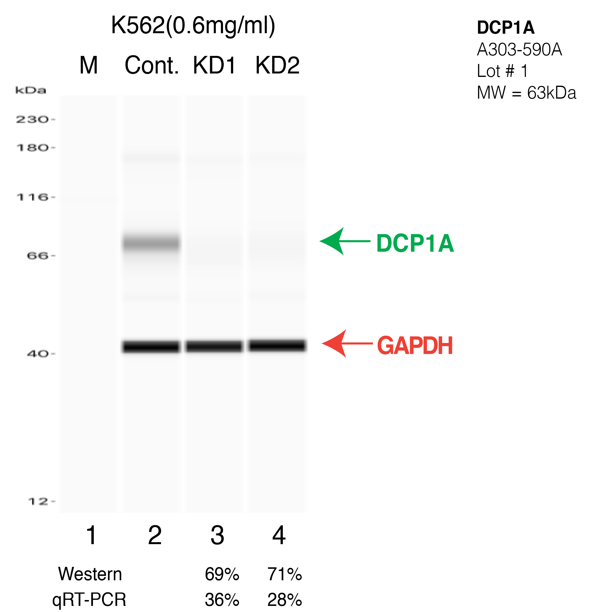 DCP1A-K562-CRISPR-A303-590A.png<br>Caption: Western blot following CRISPR against DCP1A in K562 whole cell lysate using DCP1A specific antibody. Lane 1 is a ladder, lane 2 is K562 non-targeting control knockdown, lane 3 and 4 are two different CRISPR against DCP1A. DCP1A protein appears as the green arrow, GAPDH serves as a control and appears in red arrow.