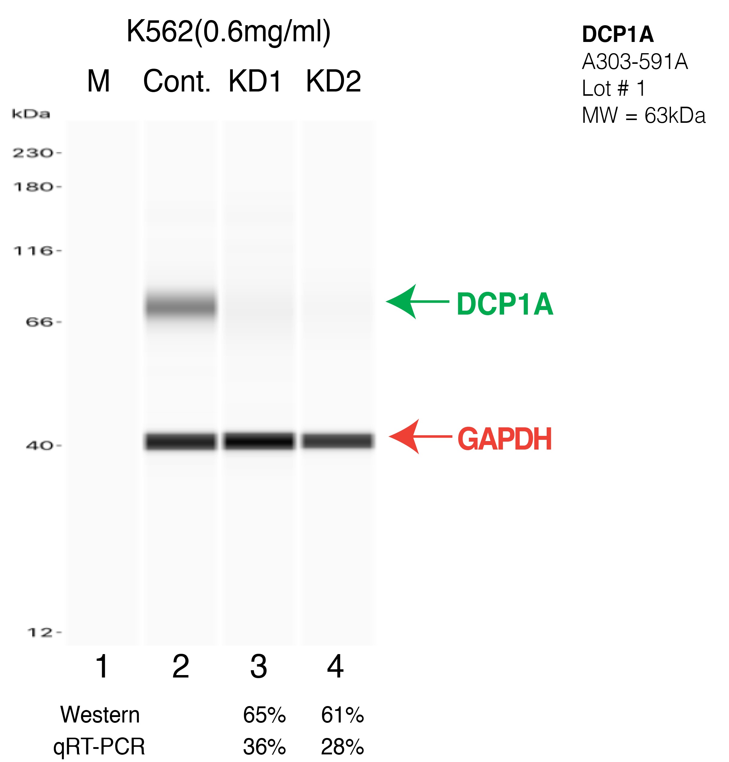 DCP1A-K562-CRISPR-A303-591A.png<br>Caption: Western blot following CRISPR against DCP1A in K562 whole cell lysate using DCP1A specific antibody. Lane 1 is a ladder, lane 2 is K562 non-targeting control knockdown, lane 3 and 4 are two different CRISPR against DCP1A. DCP1A protein appears as the green arrow, GAPDH serves as a control and appears in red arrow.