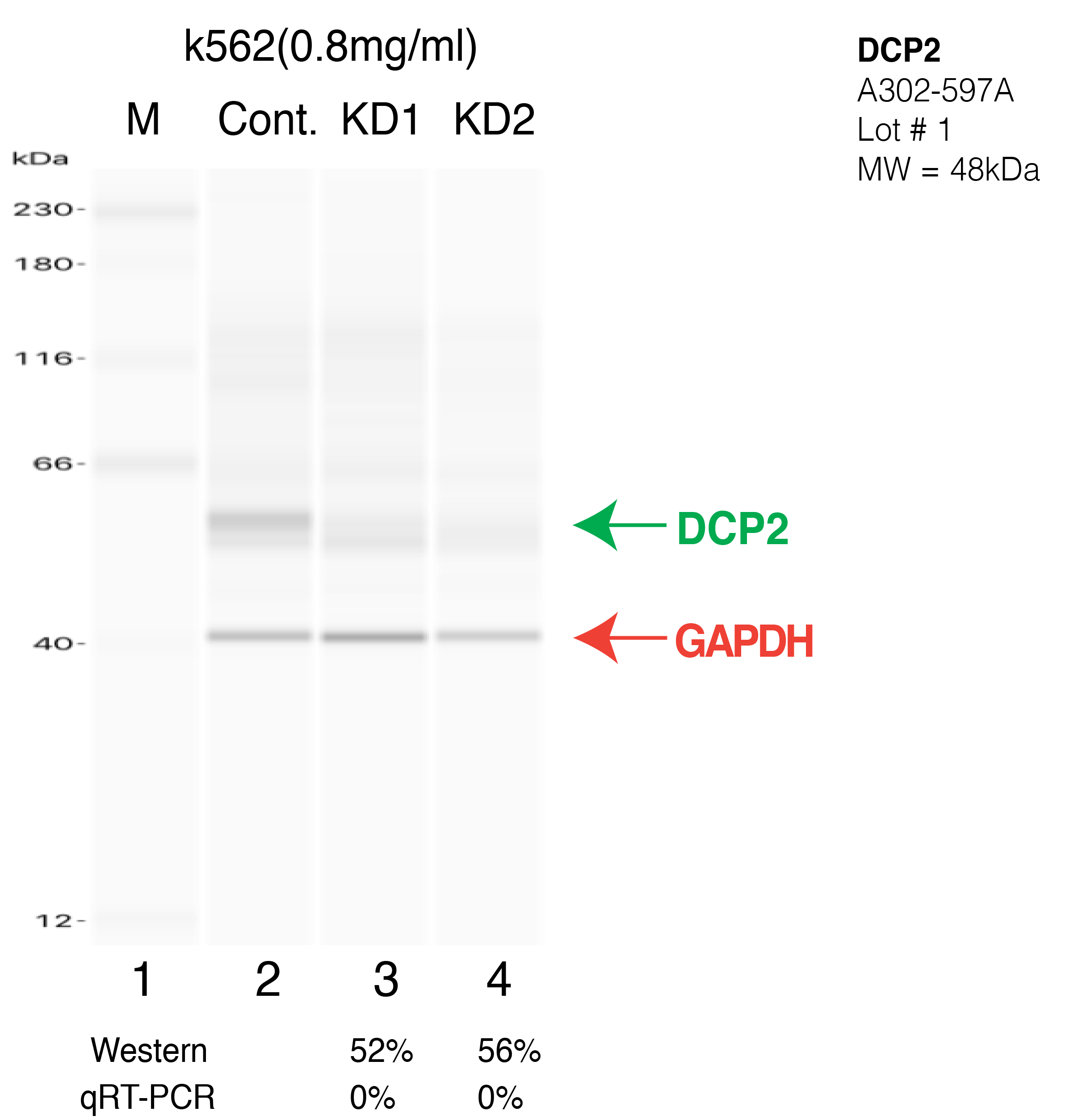 DCP2-k562-CRISPR-A302-597A.png<br>Caption: Western blot following CRISPR against DCP2 in K562 whole cell lysate using DCP2 specific antibody. Lane 1 is a ladder, lane 2 is K562 non-targeting control knockdown, lane 3 and 4 are two different CRISPR against DCP2. DCP2 protein appears as the green arrow, GAPDH serves as a control and appears in red arrow.