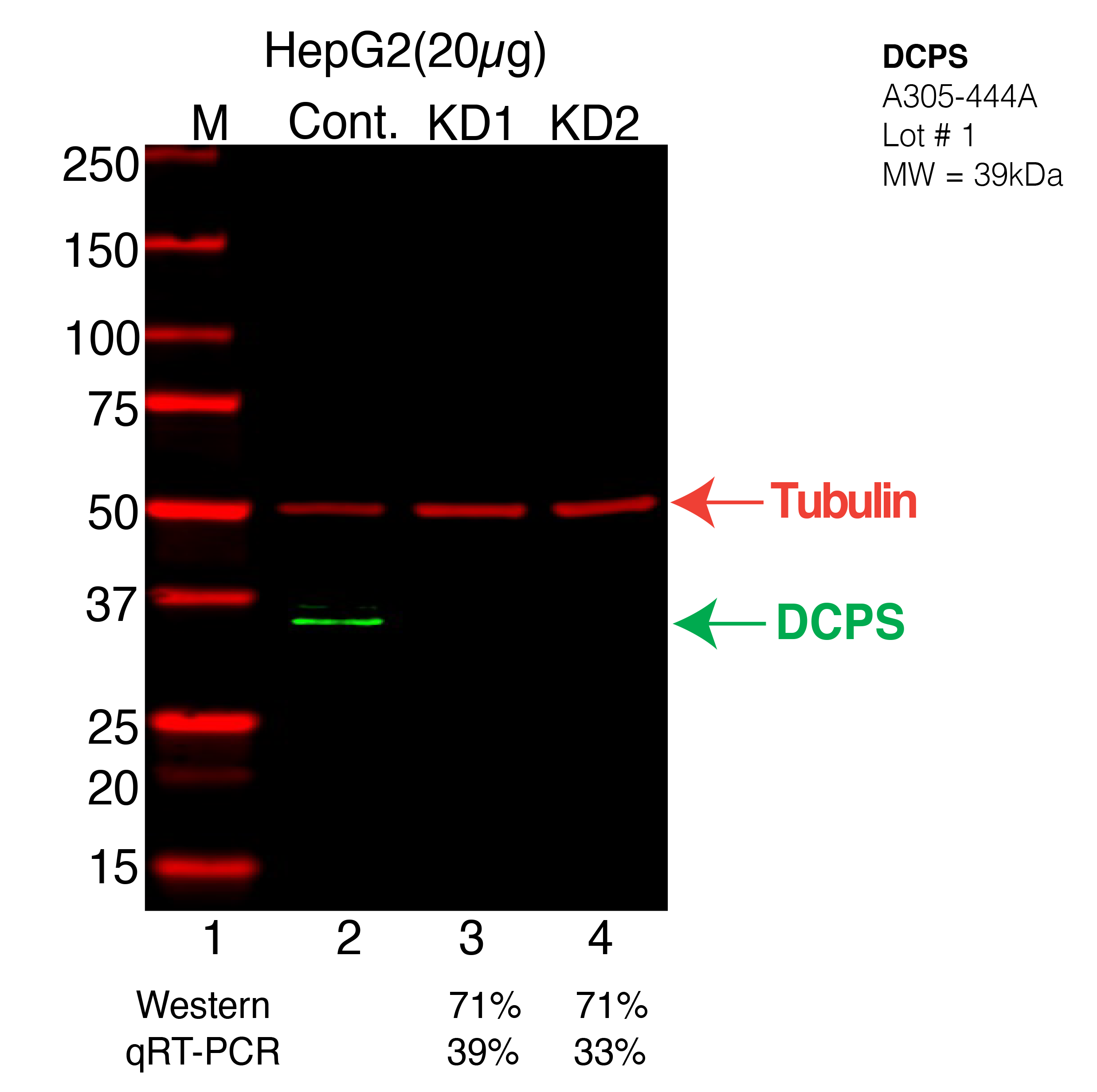 DCPS-HEPG2-CRISPR-A305-444A.png<br>Caption: Western blot following CRISPR against DCPS in HepG2 whole cell lysate using DCPS specific antibody. Lane 1 is a ladder, lane 2 is HepG2 non-targeting control knockdown, lane 3 and 4 are two different CRISPR against DCPS. DCPS protein appears as the green arrow, Tubulin serves as a control and appears in red arrow.