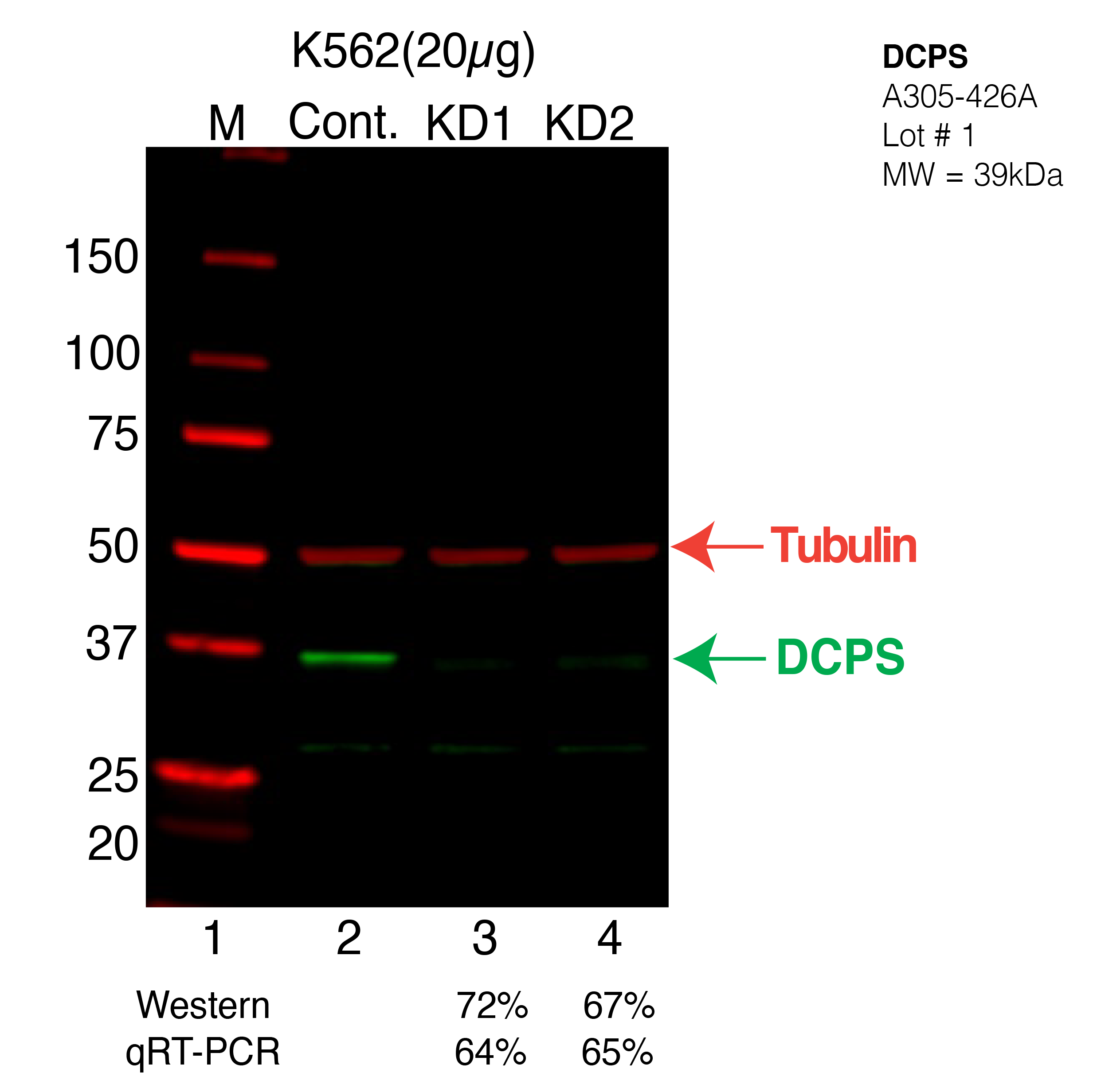 DCPS-K562-CRISPR-A305-426A.png<br>Caption: Western blot following CRISPR against DCPS in K562 whole cell lysate using DCPS specific antibody. Lane 1 is a ladder, lane 2 is K562 non-targeting control knockdown, lane 3 and 4 are two different CRISPR against DCPS. DCPS protein appears as the green arrow, Tubulin serves as a control and appears in red arrow.